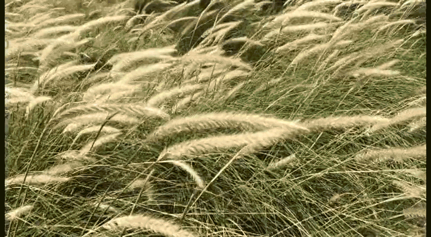 grass-64-dither-short.gif