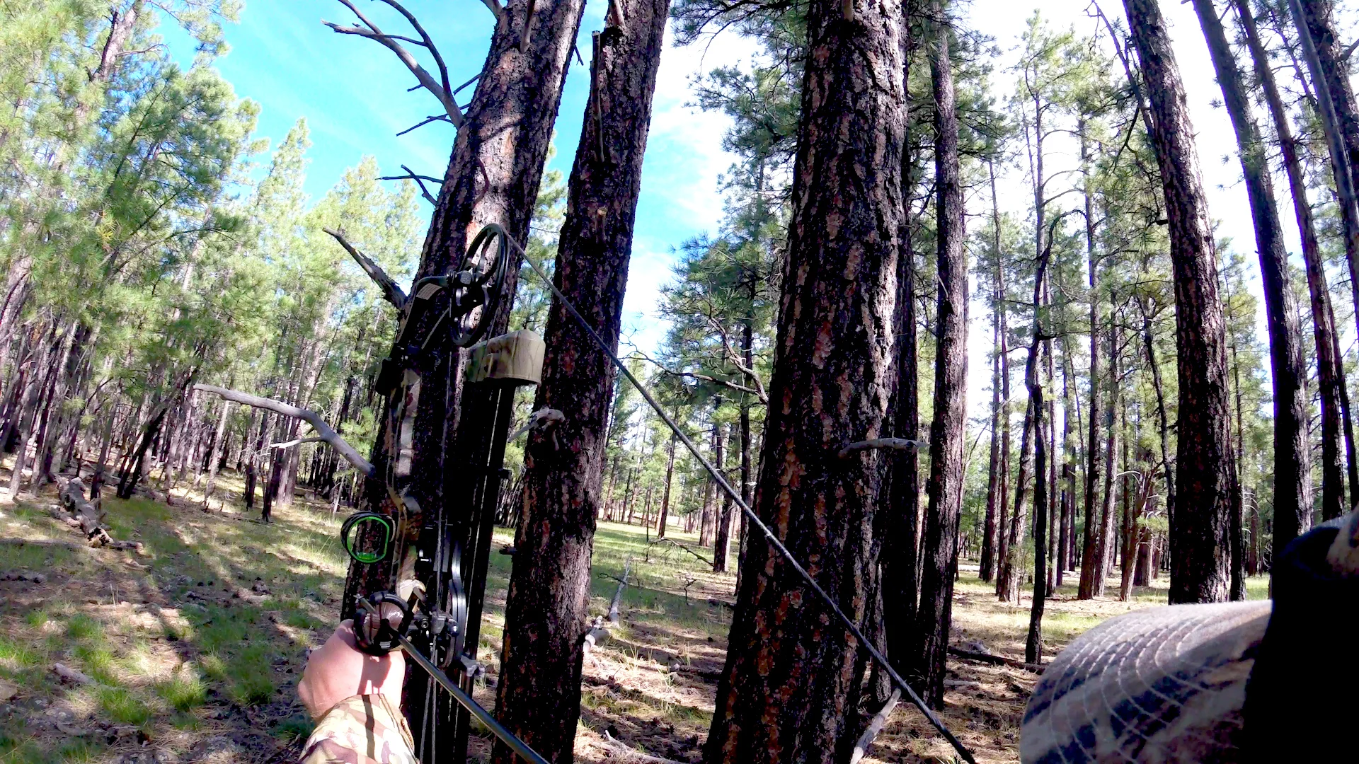 At full draw with this bull standing 50-ish yards through the trees.
