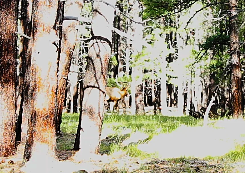Walking away from us and hiding behind trees...that's how he was all morning!