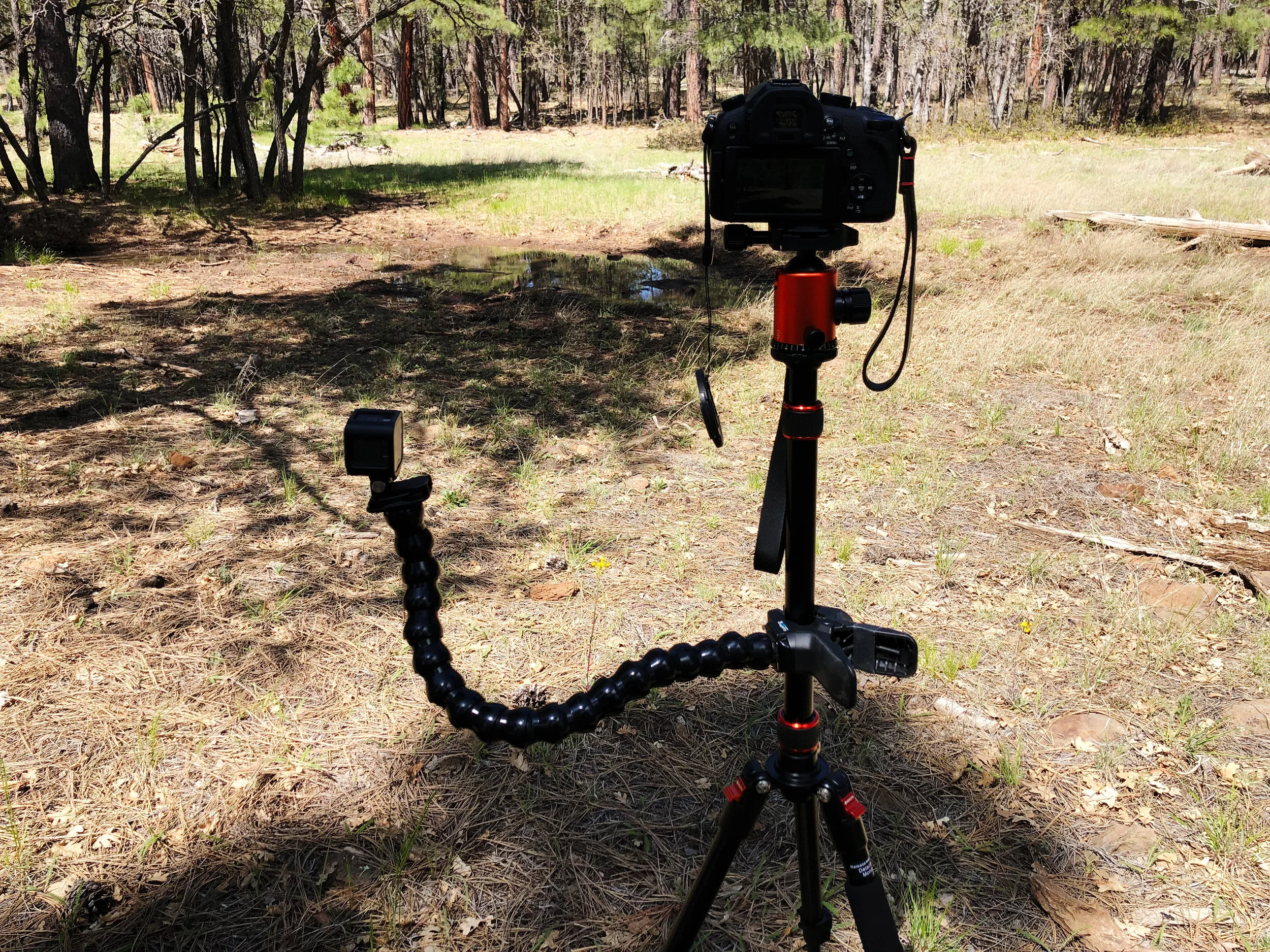 The big camera focuses on the animal, the GoPro points at me (standing just to the left of the rig)…easy two-camera setup!