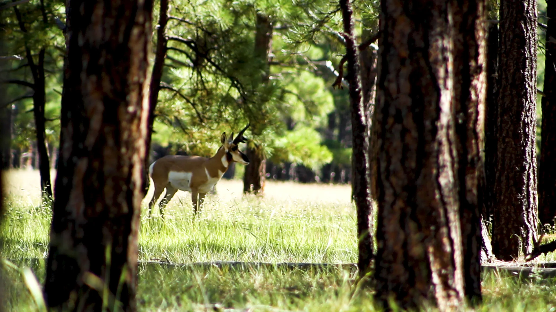I’ve always wanted to hunt Antelope…thanks to GoHunt, I know how to make that a reality in the next few years (as opposed to basically never)