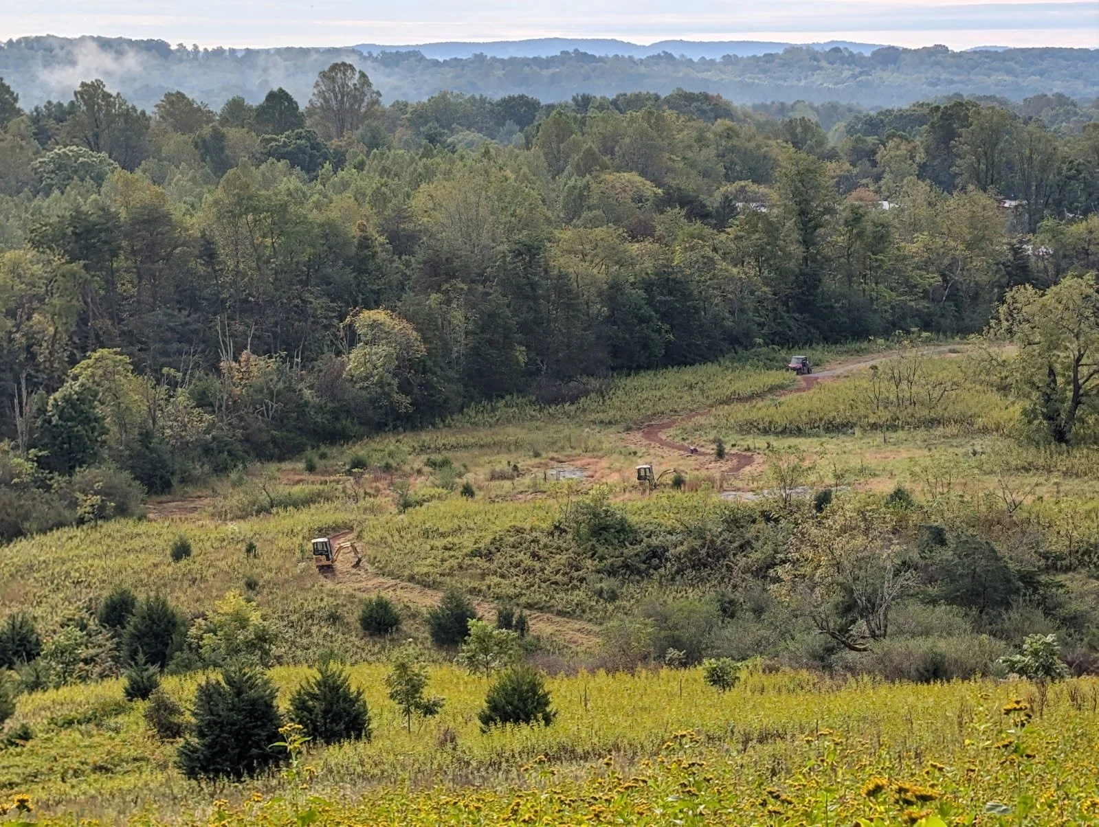 Cats prowing in the fields .jpg