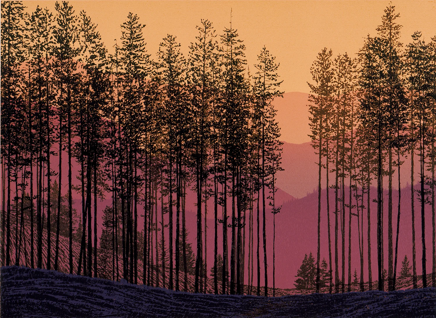 184.3 Lodgepole Pines - state 2 17.5" x 24" – 445 x 610mm 12 colors 8 edition / 3 available $450