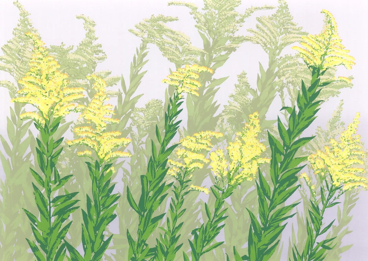161 Goldenrods 17.5" x 20-24" – 445 x 610mm 8 colors 30 edition / 7 available $450