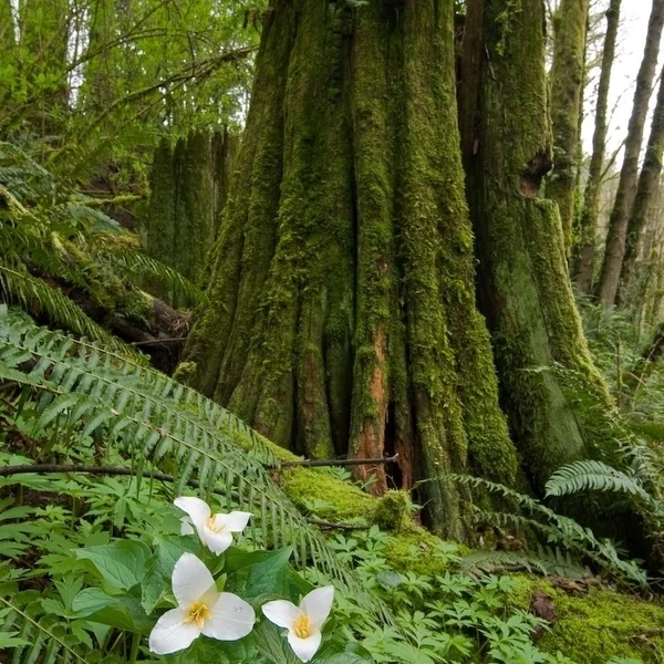 Forest Highs & Lows 2-Hour or 4-Hour Program Grades 3 - 5 Year-round Read more →