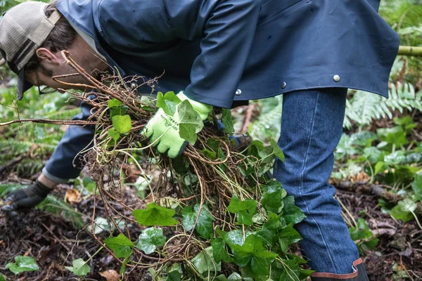 tryon-creek-volunteer-ivy-removal-invasive-species.jpg