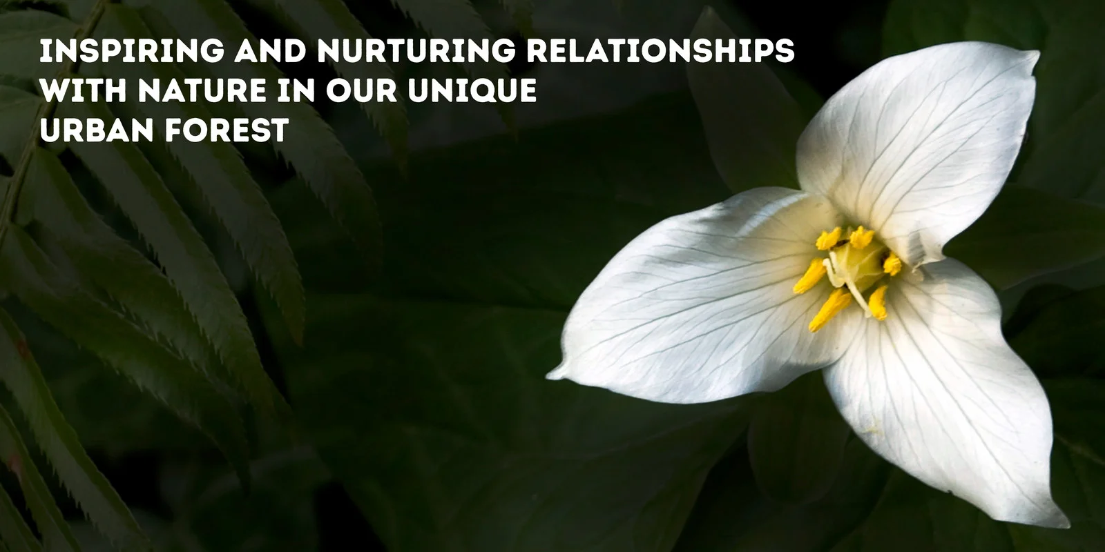 tryon-creek-trillium.jpg