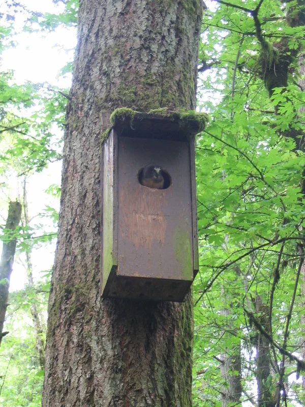 Owl Monitoring ProgrAM 2011-2017