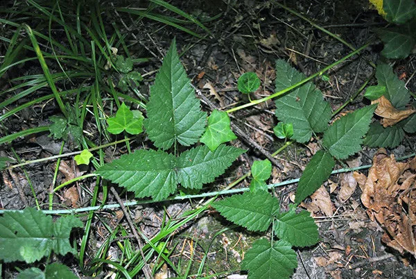 tryon-creek-native-species-oregon-blackberry.jpg