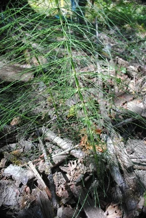 tryon-creek-invasive-species-horsetail.jpg