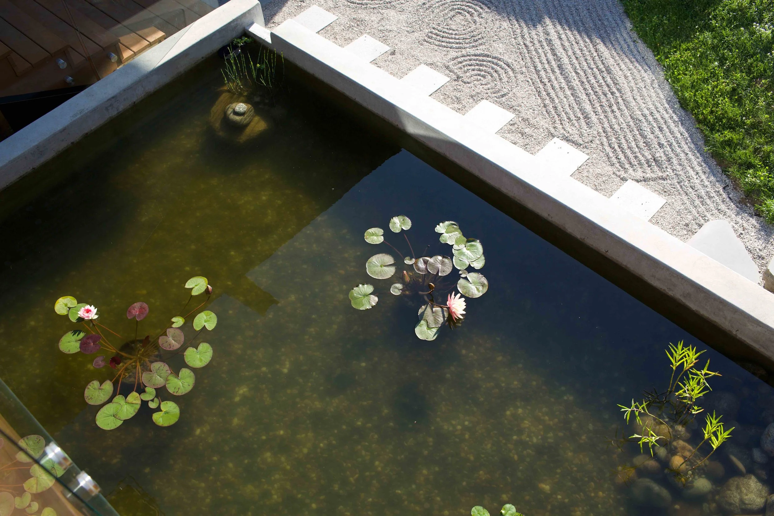 bio pond.jpg