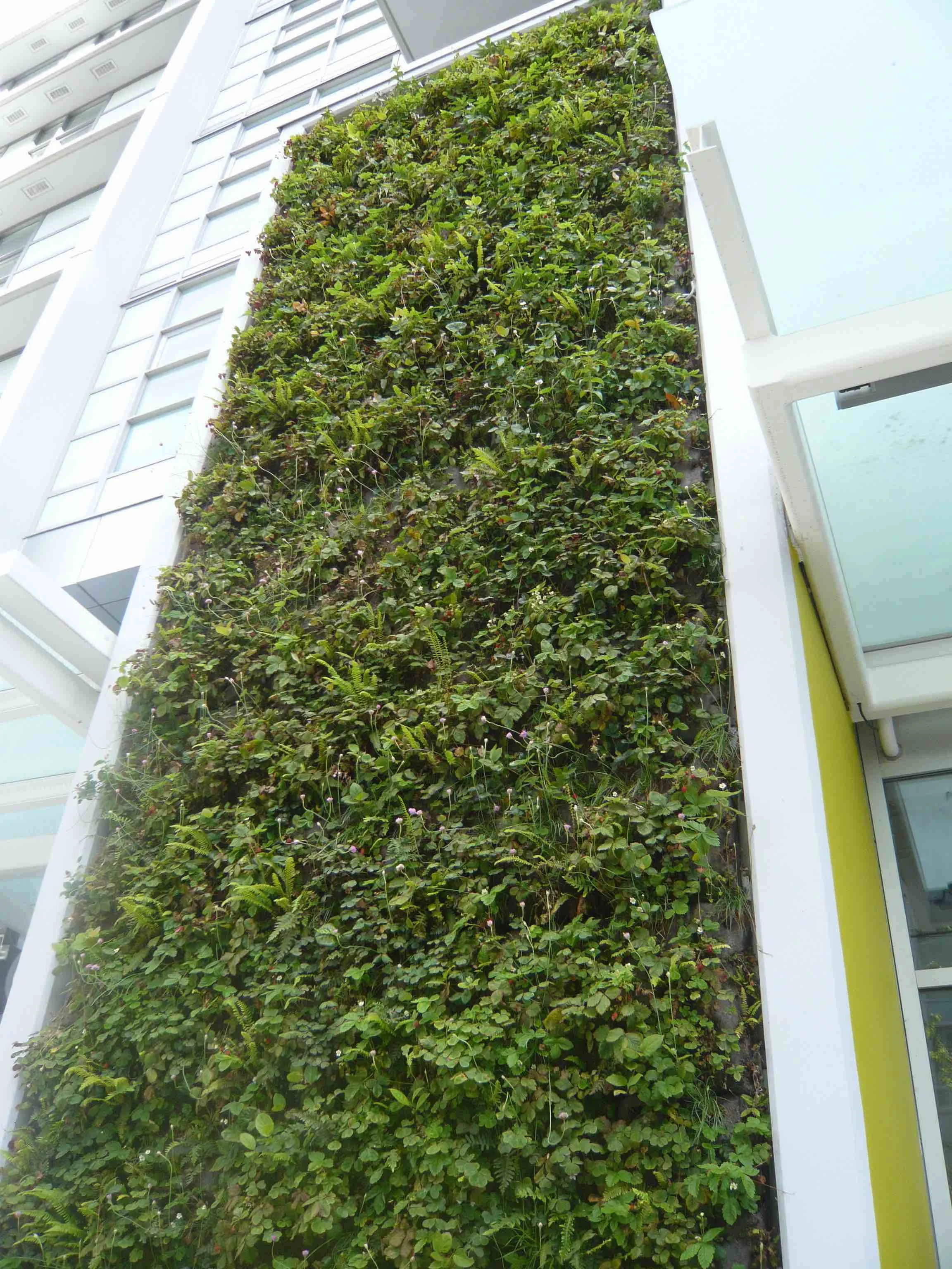 Native plant living wall including wild strawberries at ALTO in Vancouver BC.