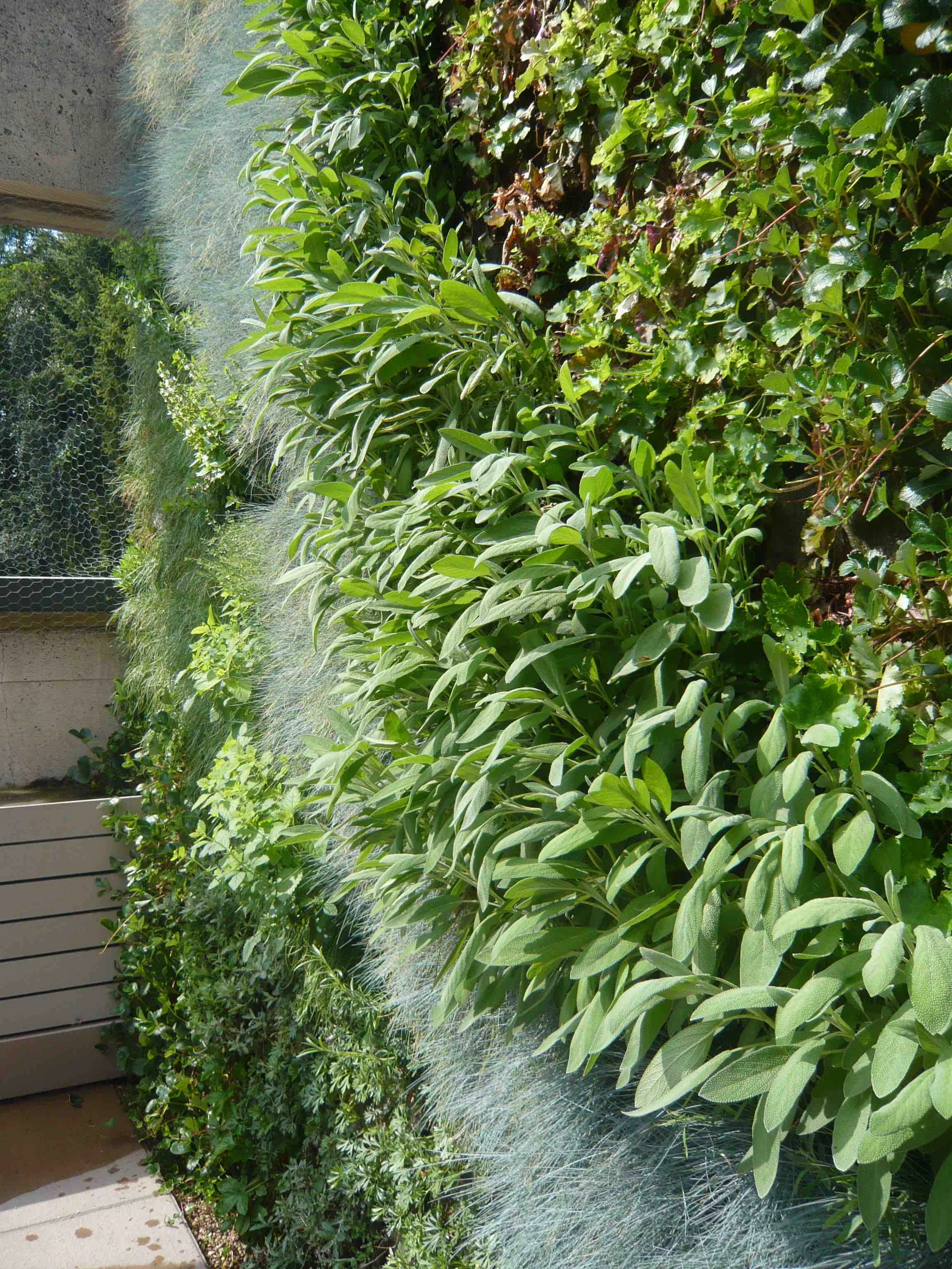 Fresh Herb living wall for an epicurean client.