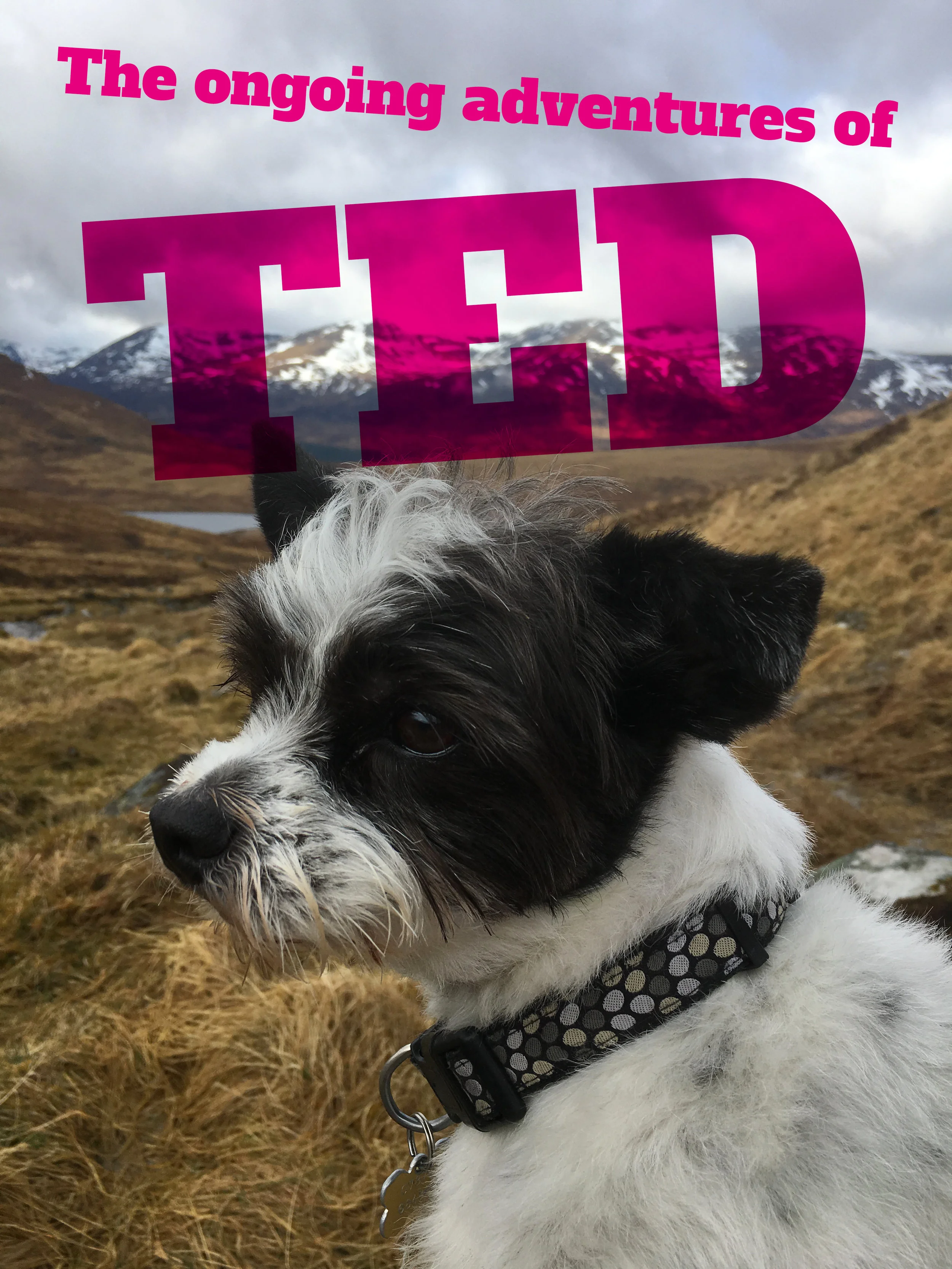 ted_header.jpg