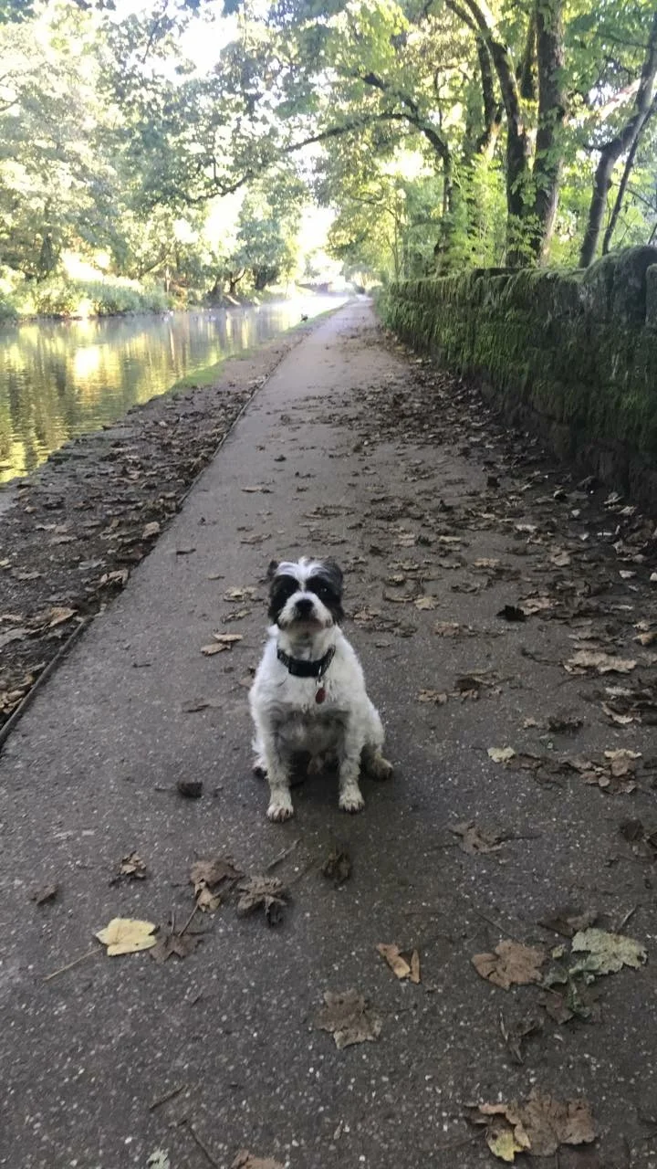 Huddersfield Canal, Uppermill, Monday 24th September with the walking garbage disposal unit.