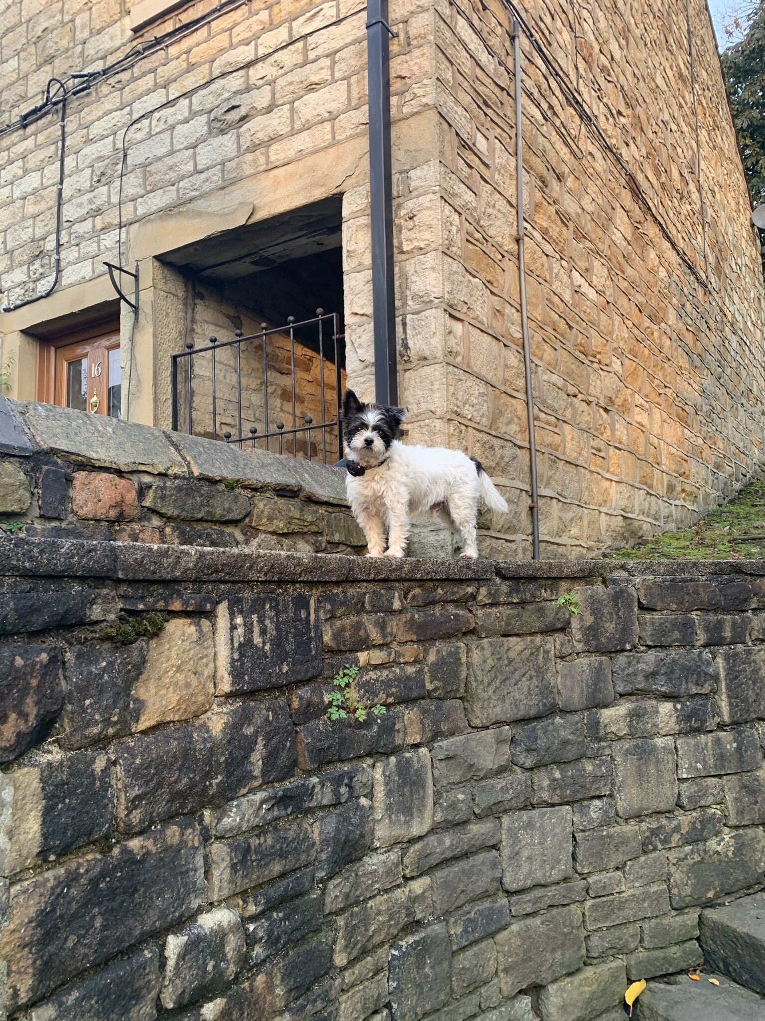 Give the Dug a Bone.