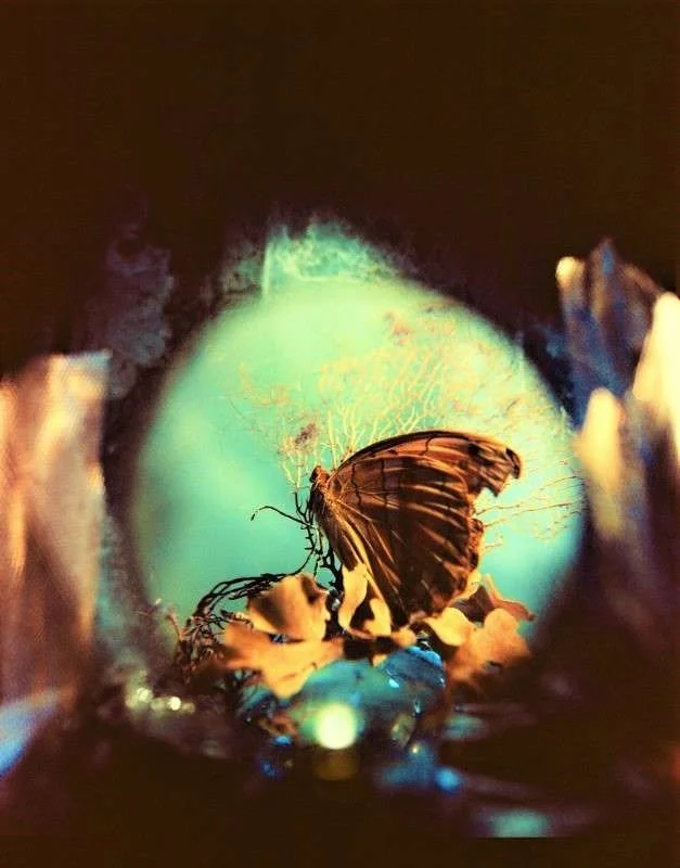 METAMORPHOSIES N 2 BY SANGES @. (1).jpg