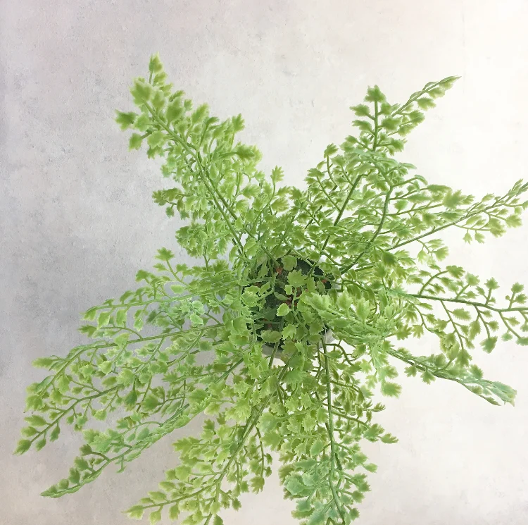 botanical interior trend