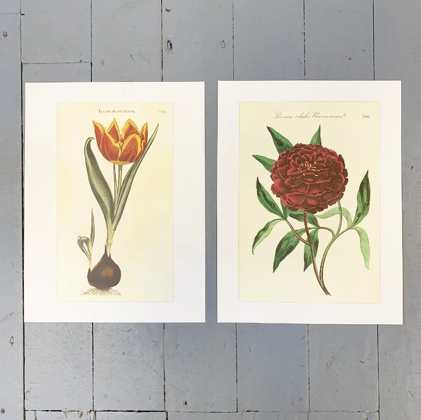 Tulip/Peony