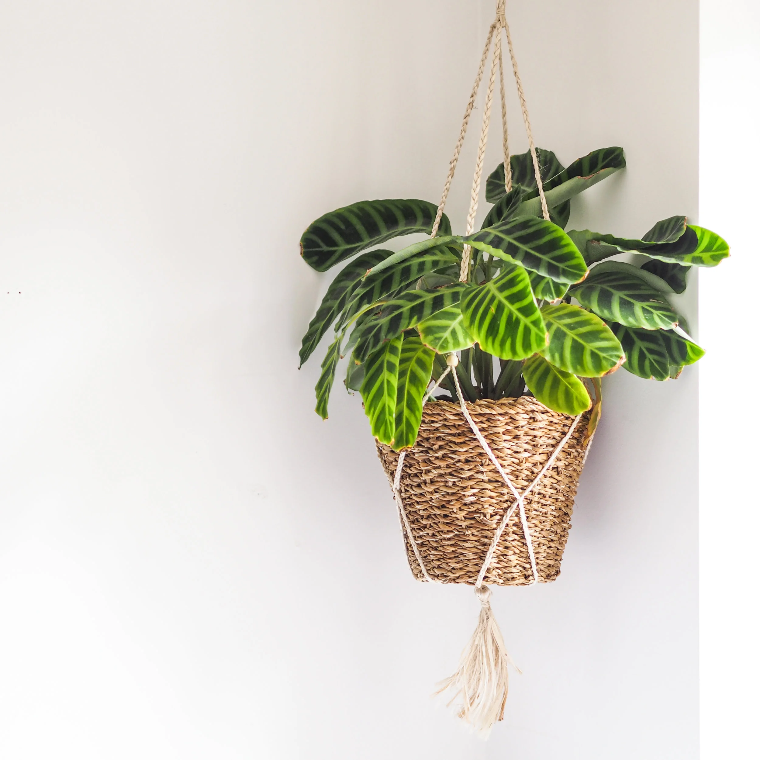 seagrass hanging basket