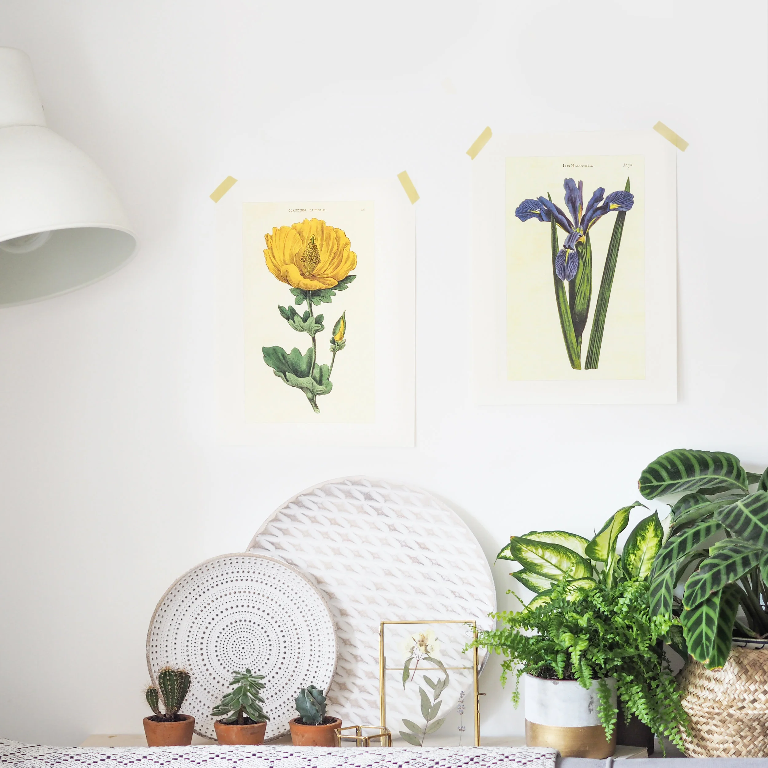 botanical interiors