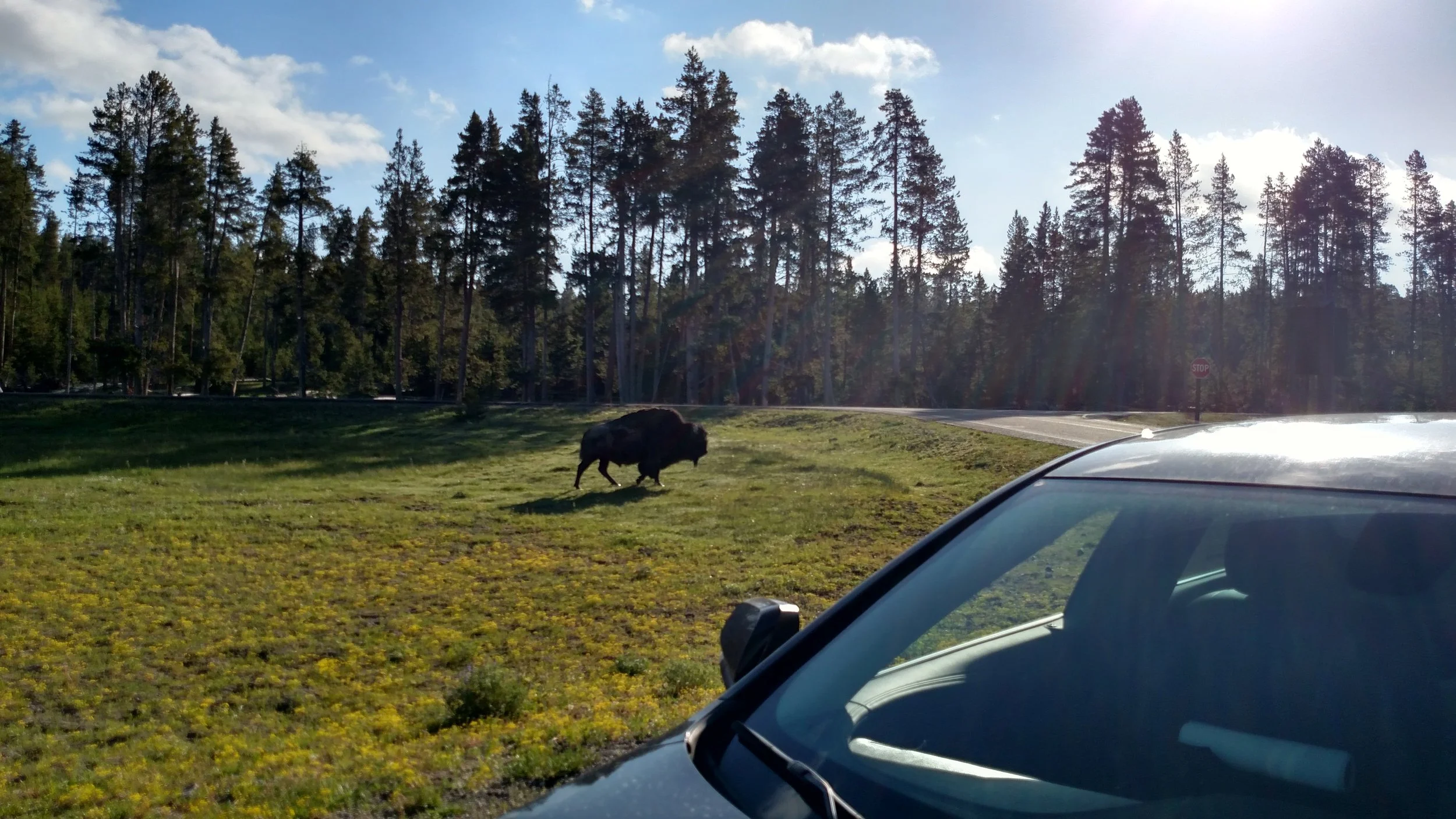 A bison, I got out to take some photos of him and he started to wander over.After seeing how fast they can run when they want to I decided to get behind my car.
