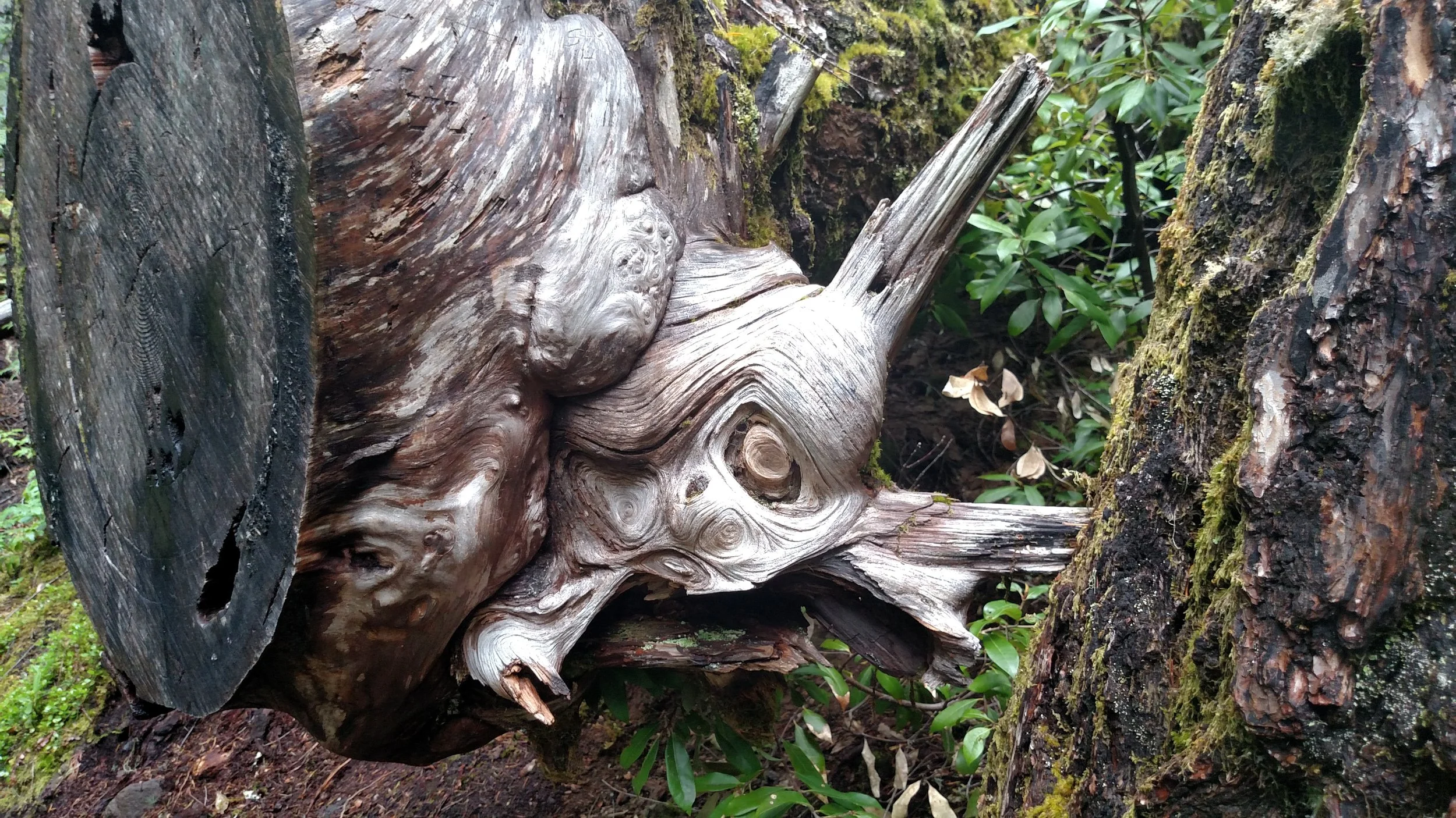 A kind of creepy formation in a dead tree.
