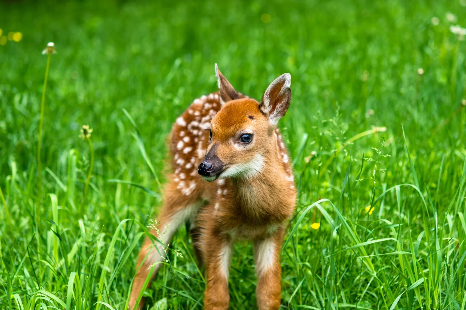 Fawn
