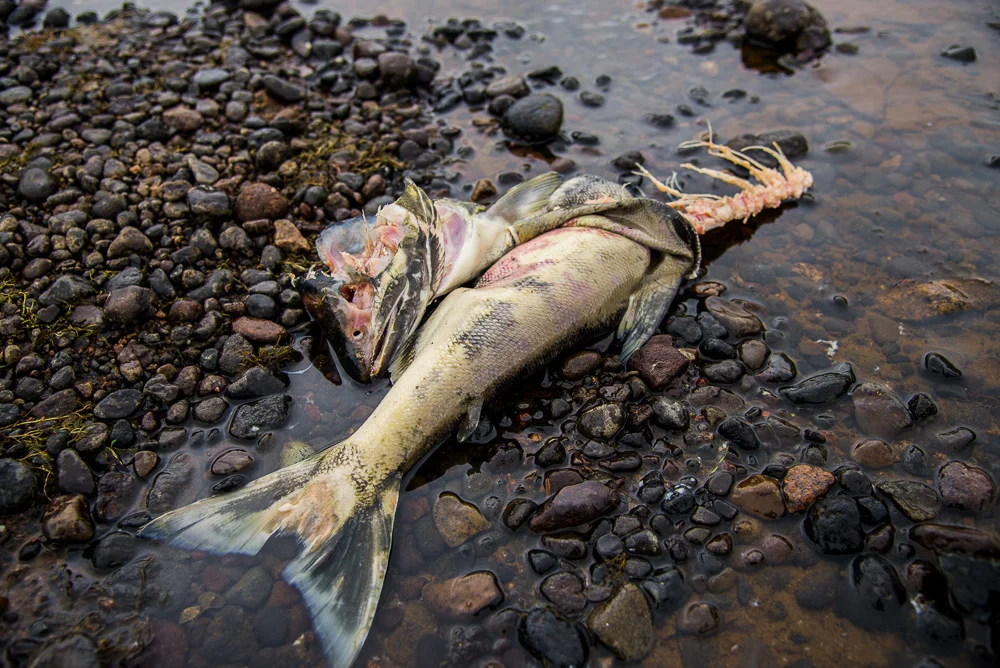 Chum salmon corpse probably left behind by a Brown Bear