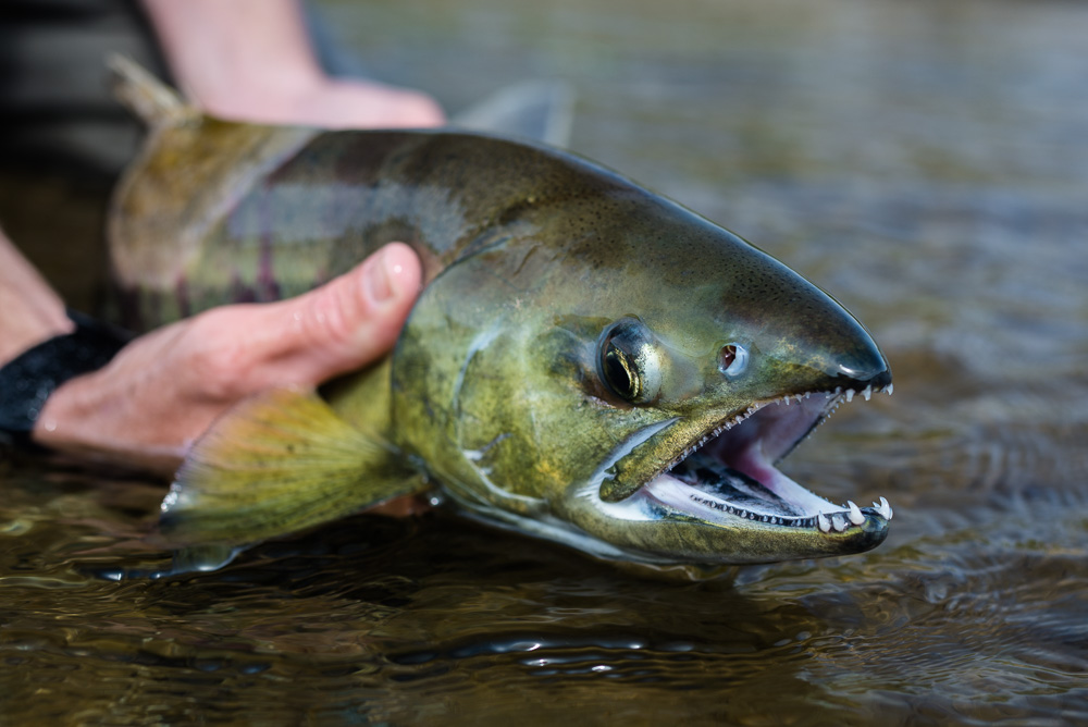 Chum Salmon ready attack flies swung past them as they stage in the main stem for their final spawning journey