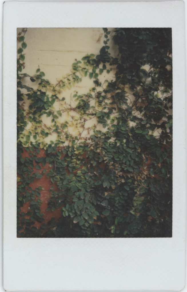 Polaroids KDMT 8.jpeg