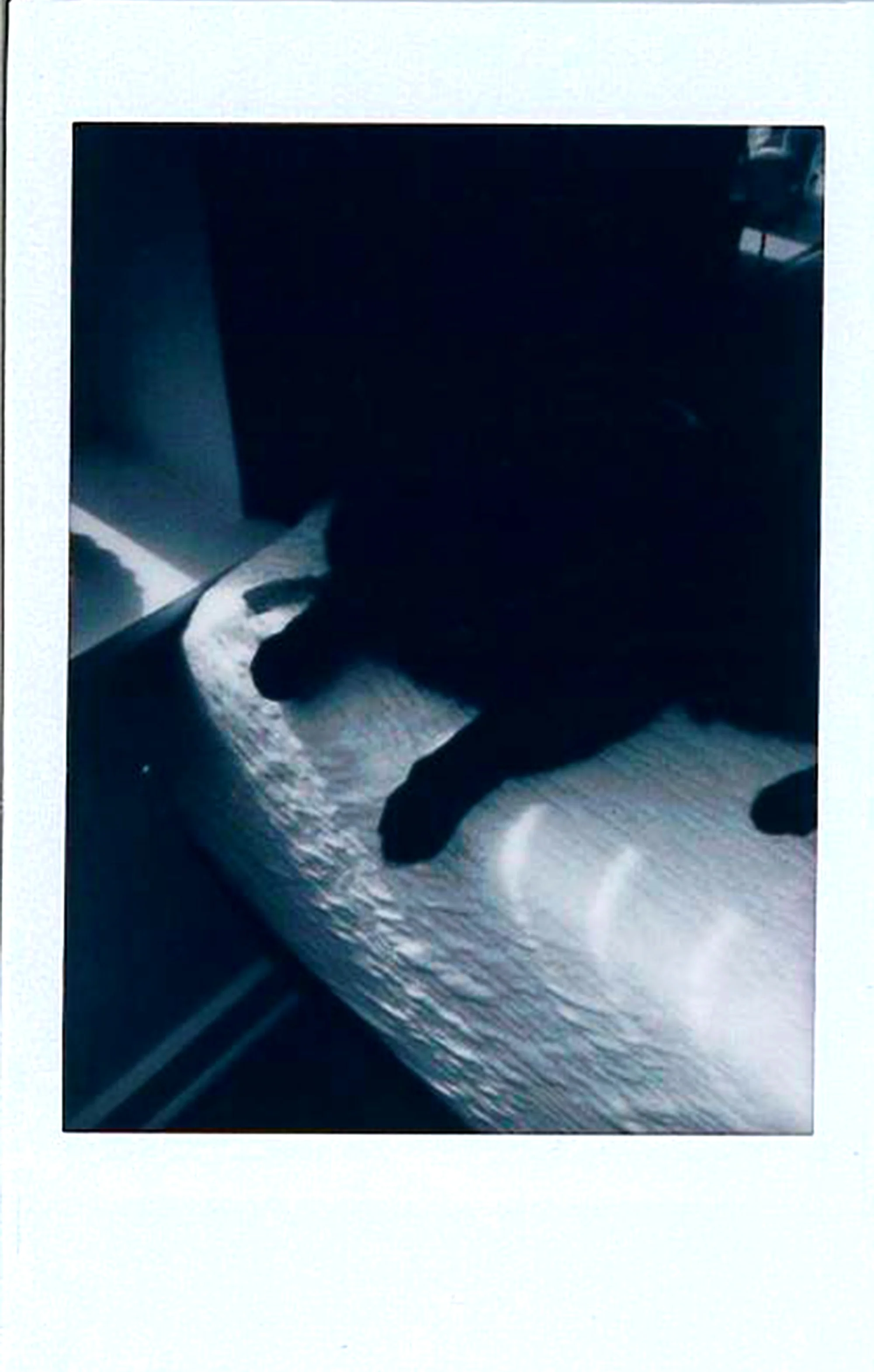 Hallow Cat.jpg
