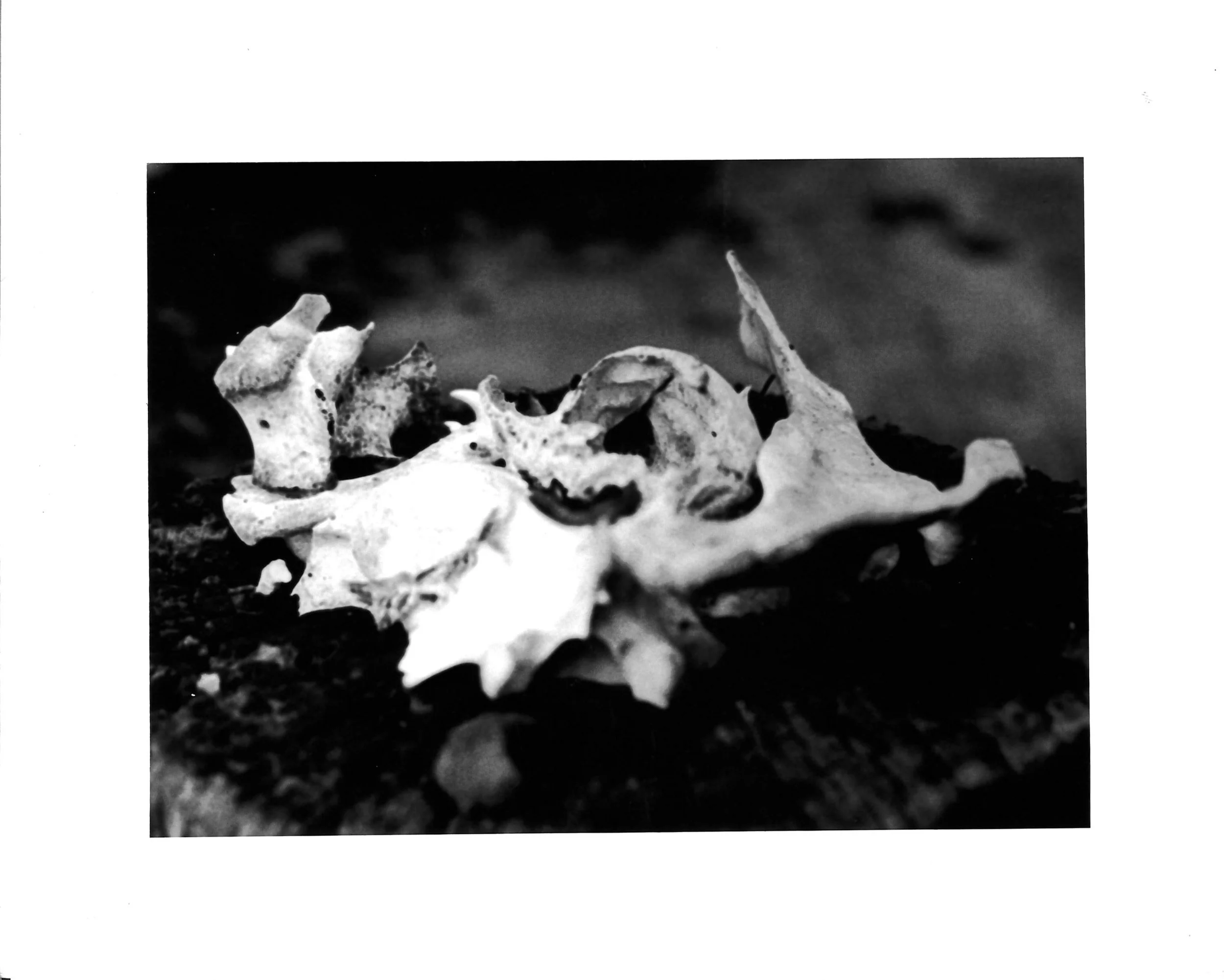 Bones.jpg