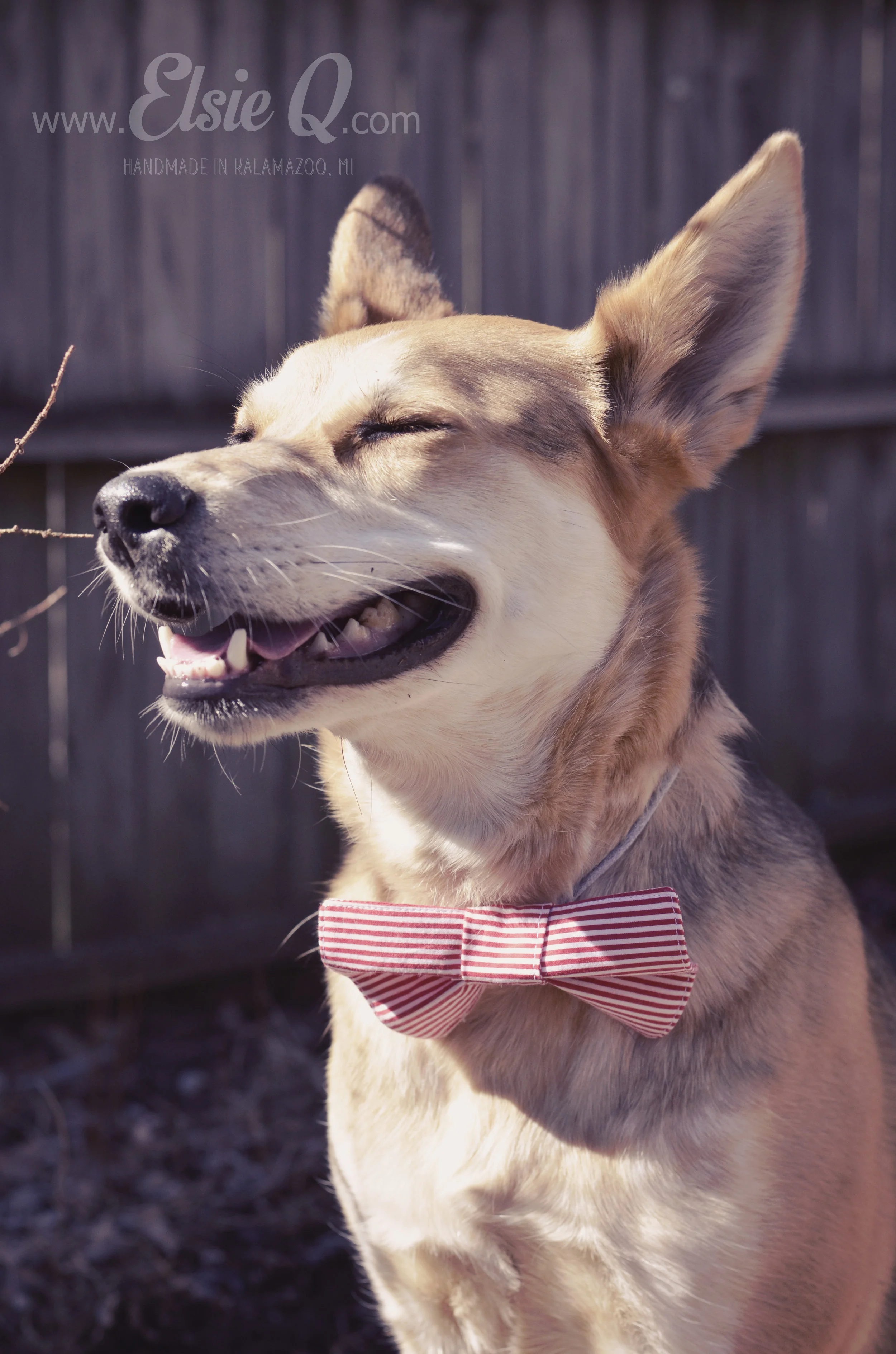ElsieQ_DogBowTie (1).JPG
