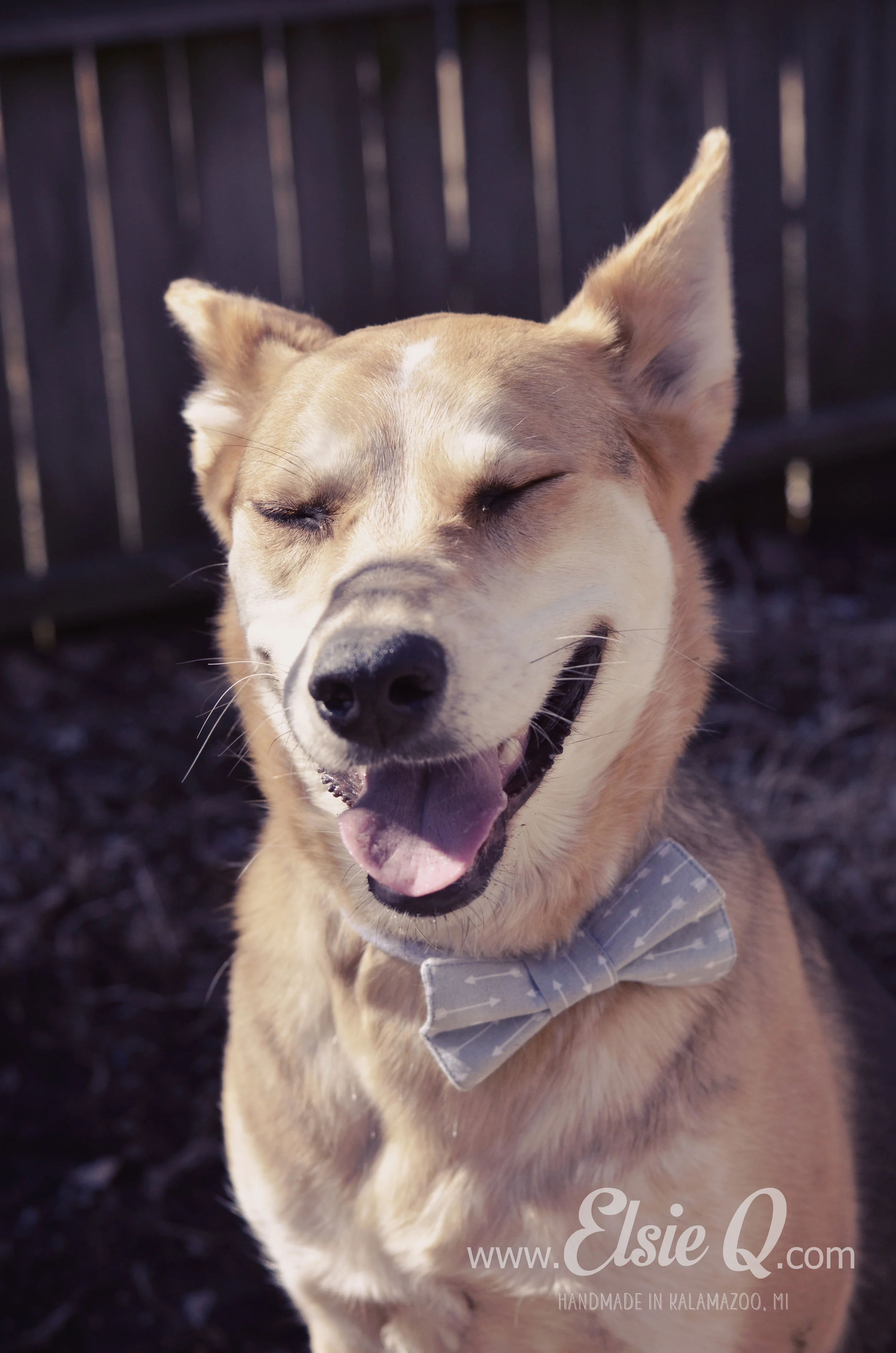 ElsieQ_DogBowTie (5).JPG