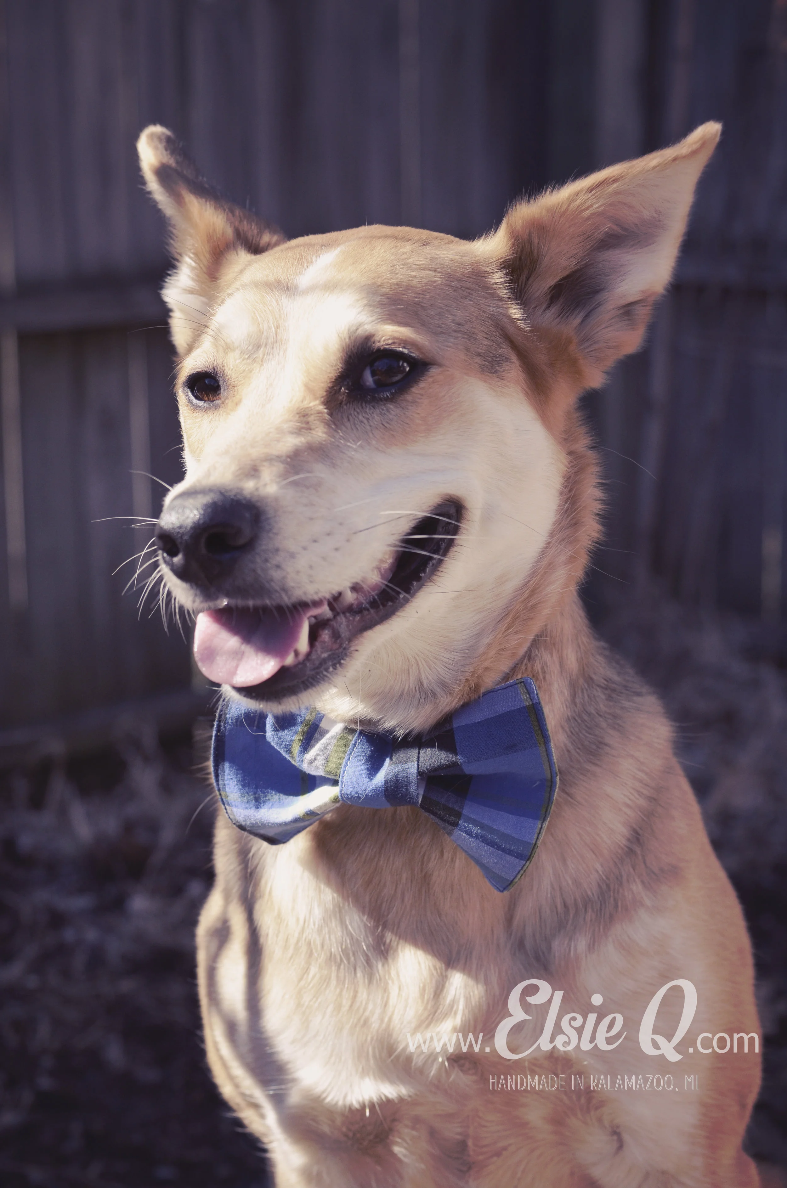 ElsieQ_DogBowTie (7).JPG