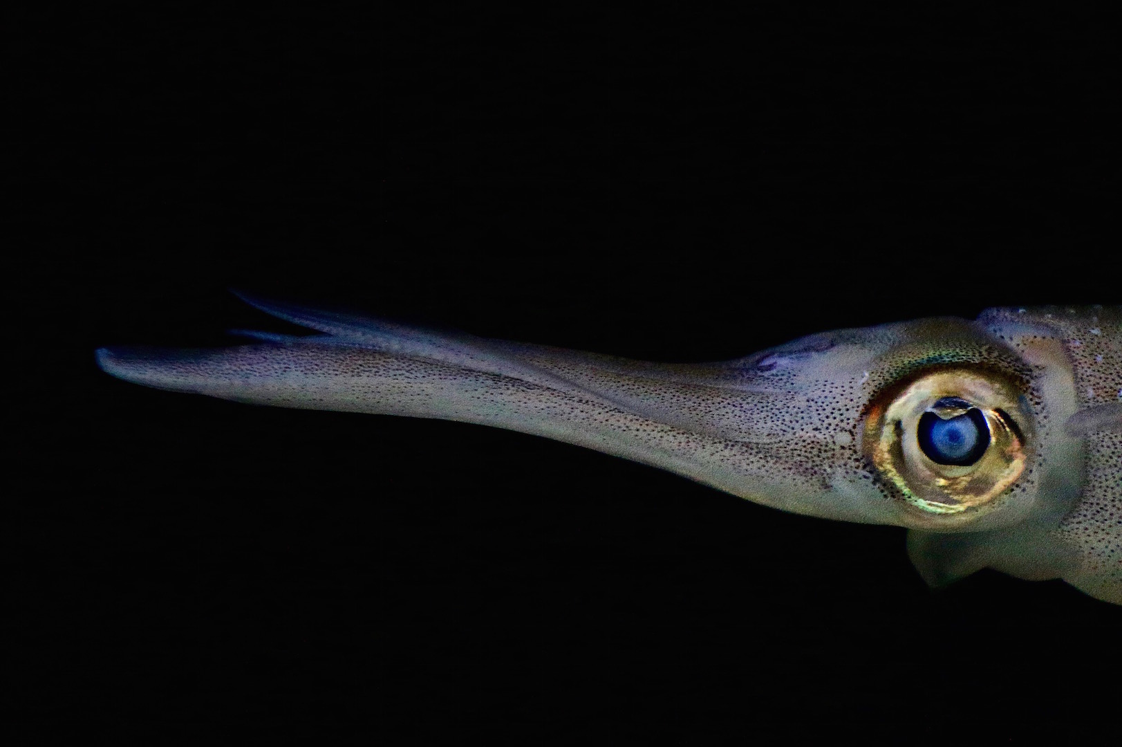 Bigfin Reef Squid, Shedd Aquarium, Chicago