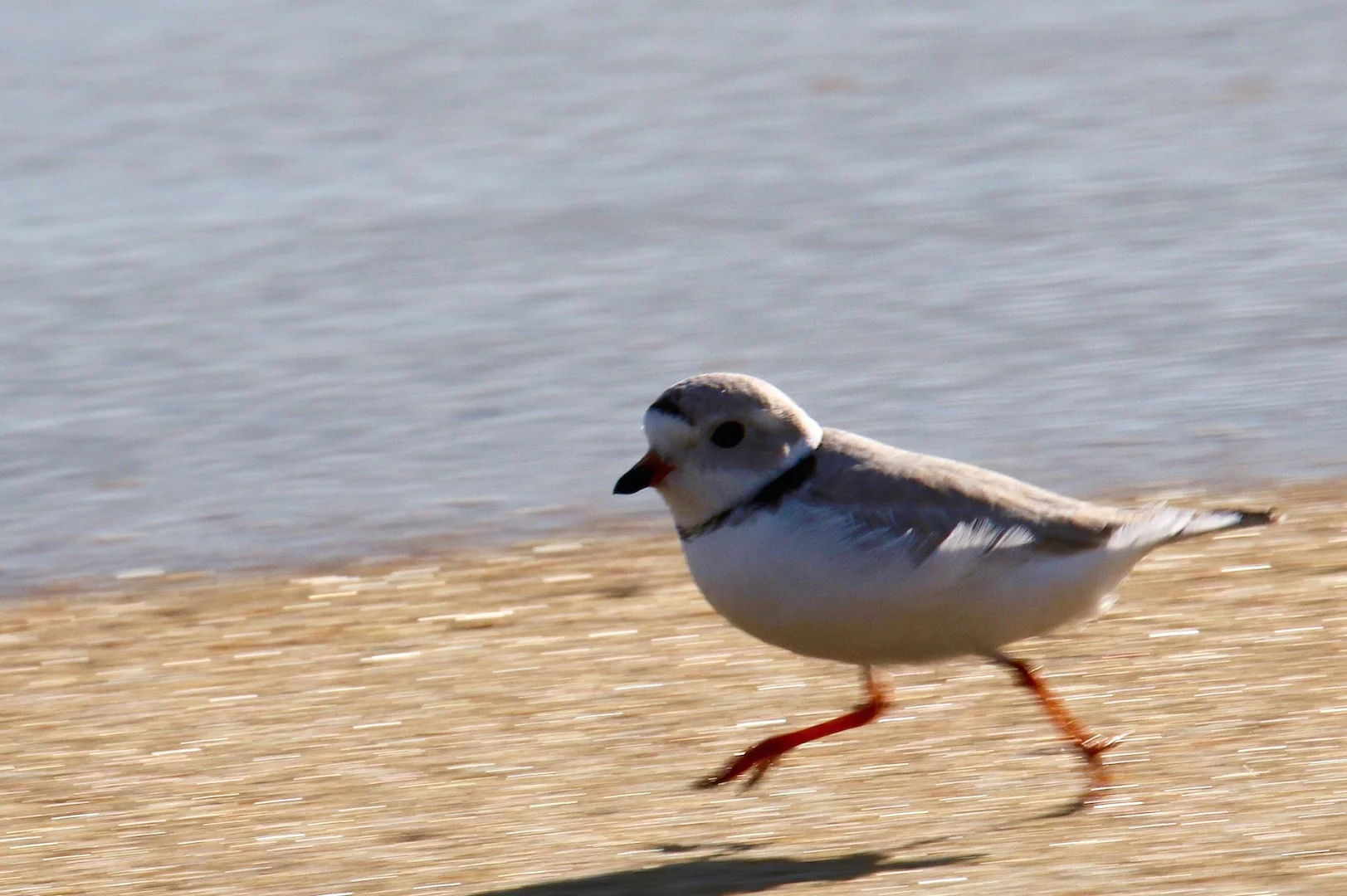 Piping Plover