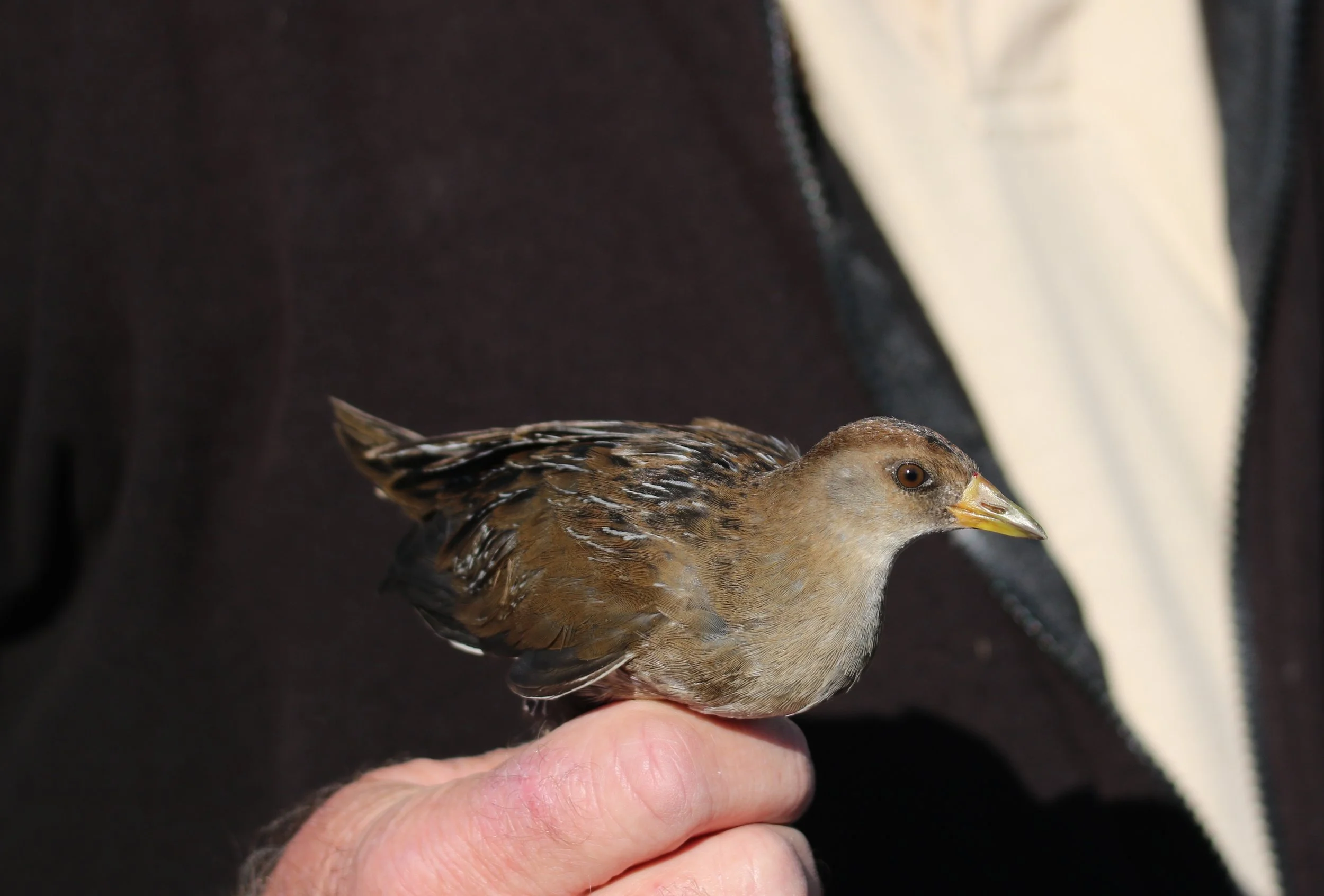 Sora banding, Jug Bay, Patuxent River MD