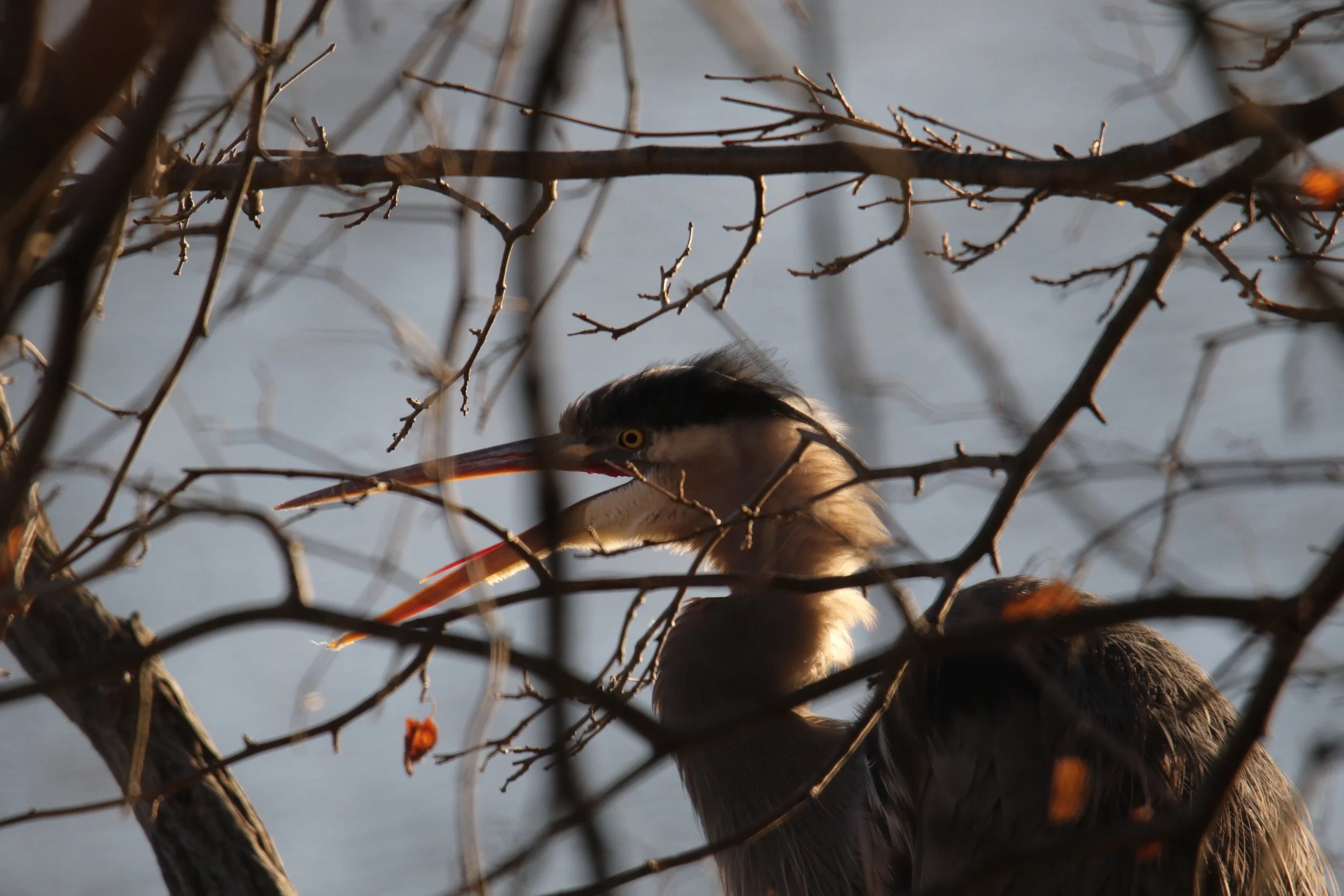 Great Blue Heron, Wilde Lake, Columbia, MD