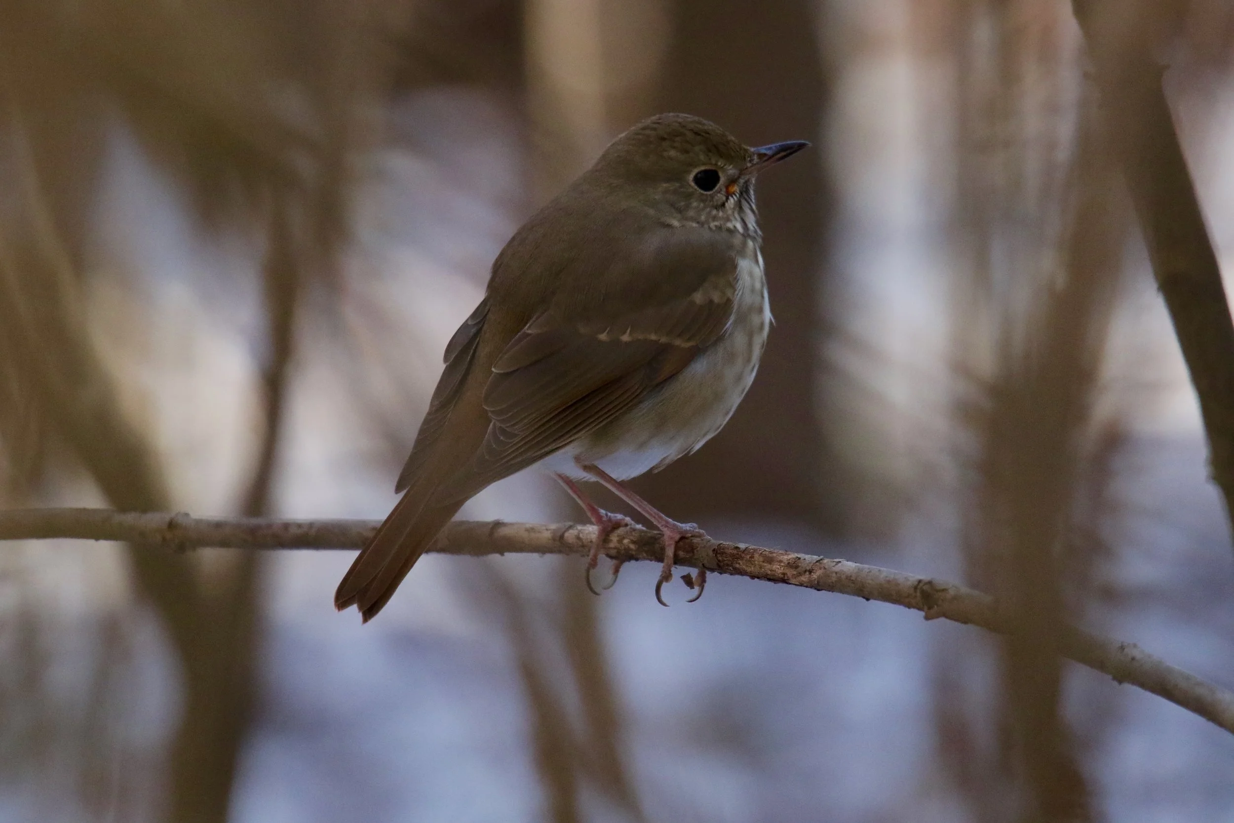 Hermit Thrush, Triadelphia Reservoir, MD