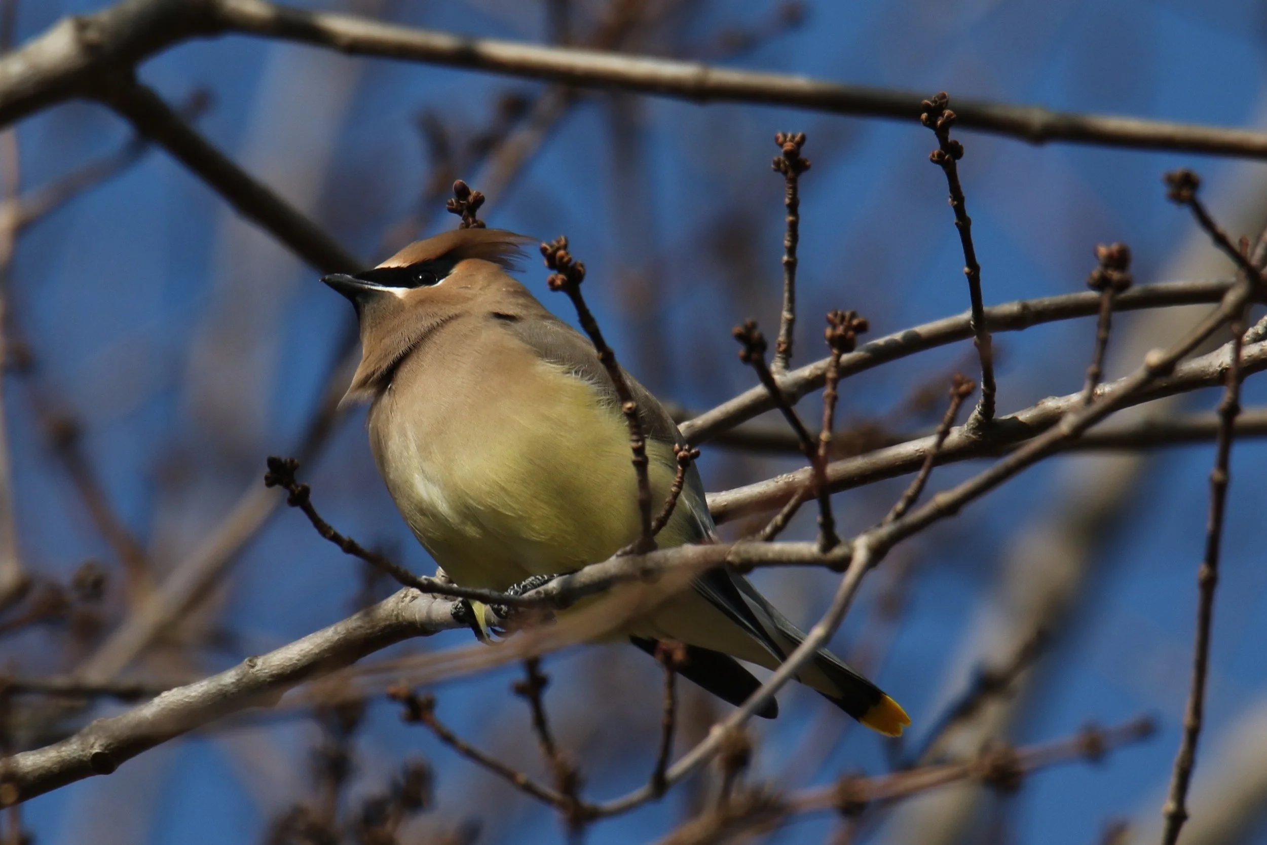 Cedar Waxwing, Dayton MD