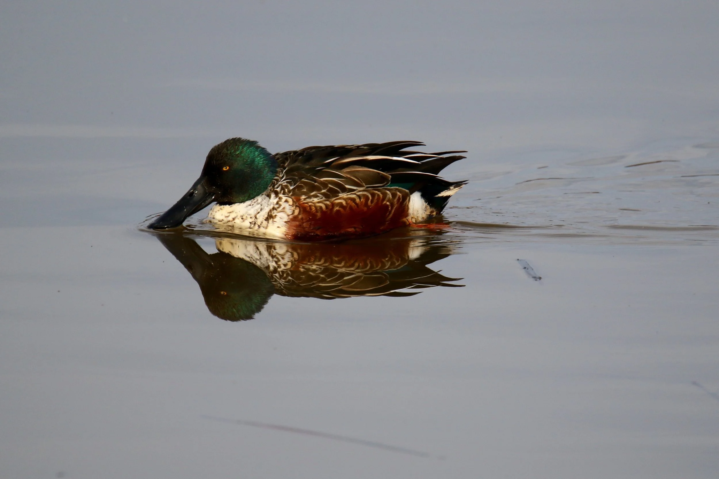 Northern Shoveler, Blackwater NWR