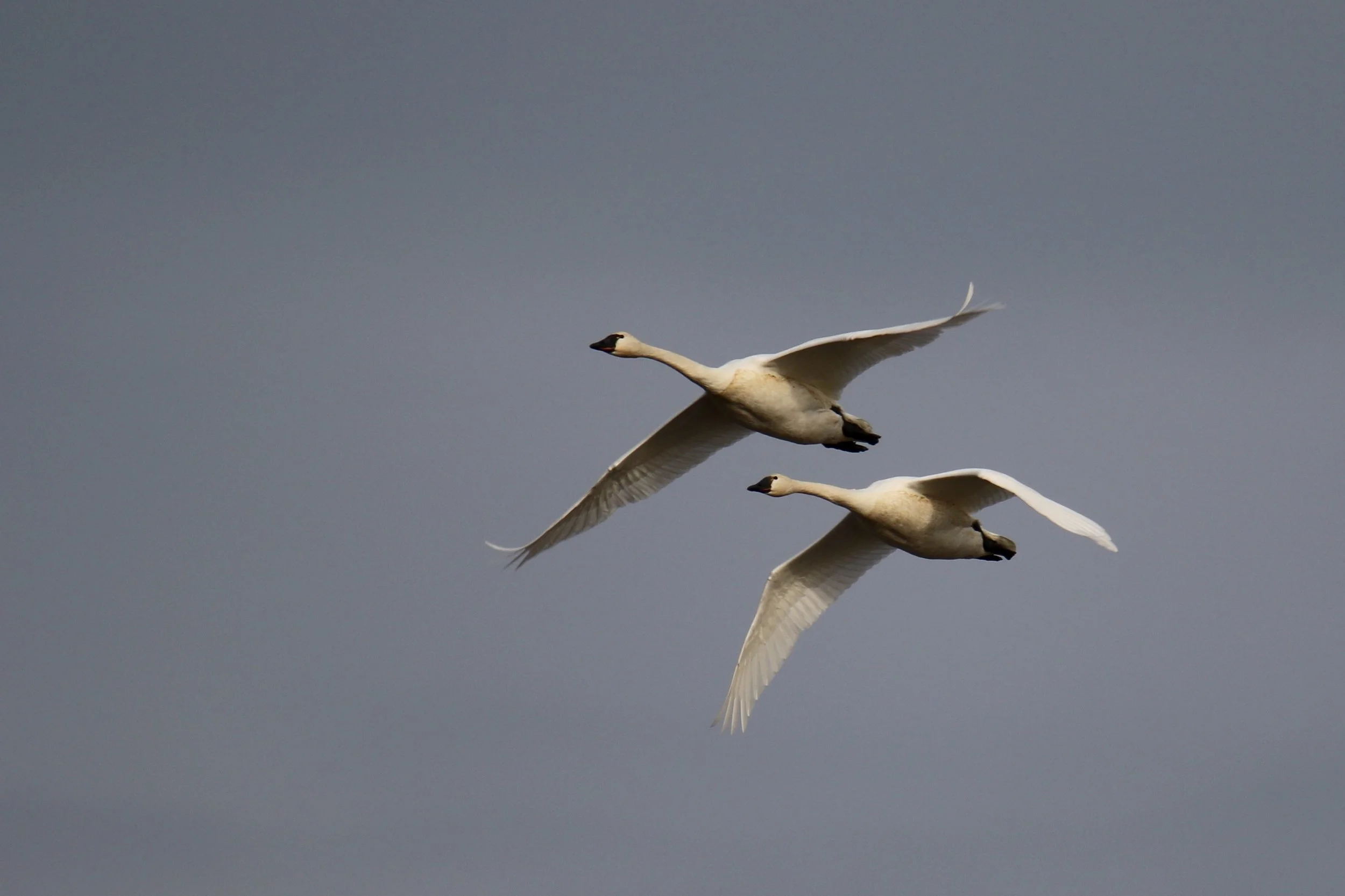 Tundra Swans, Blackwater NWR