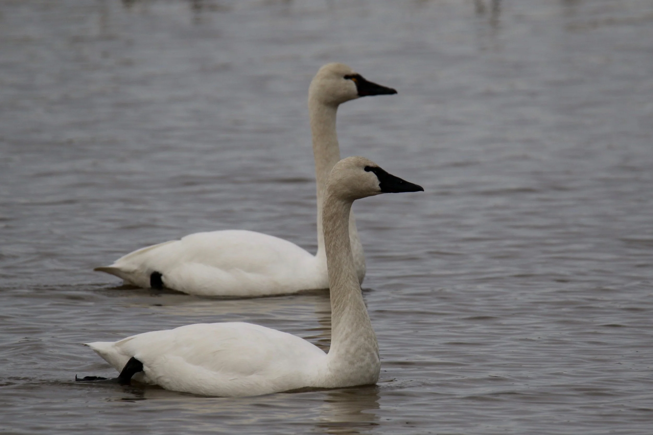 Tundra Swans, Blackwater NWR