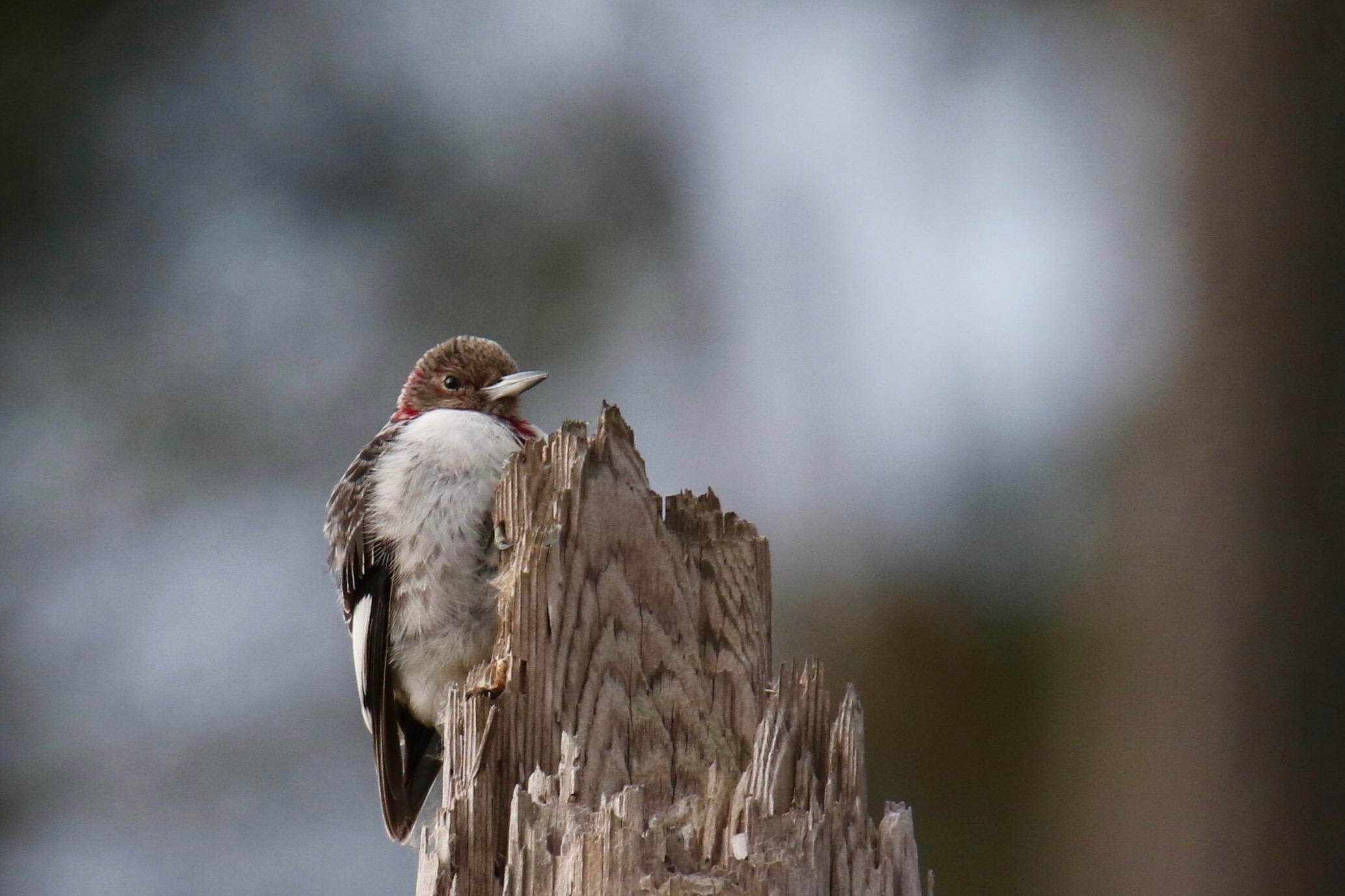 Red-Headed Woodpecker (Immature), Blackwater NWR