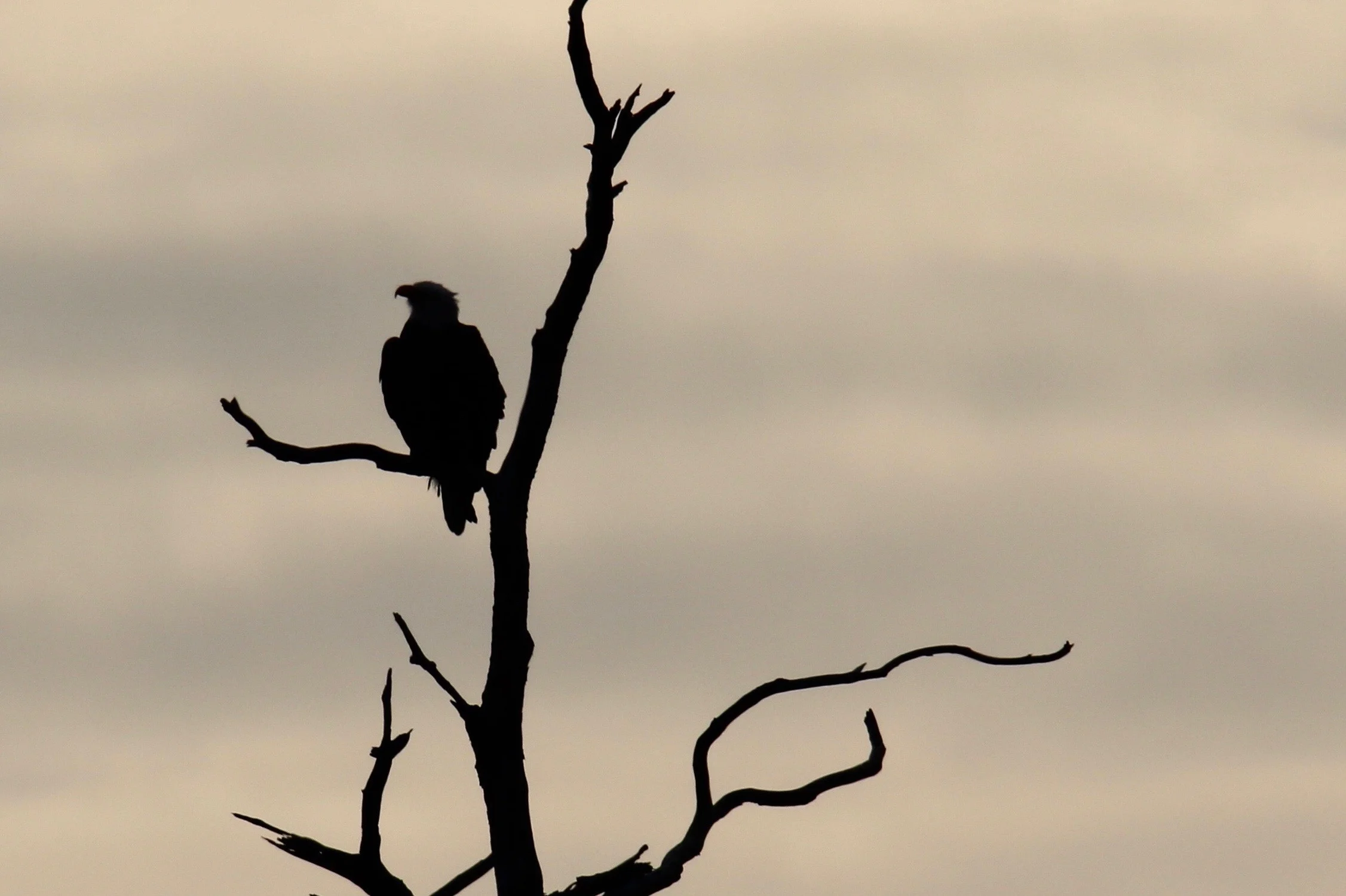 Bald Eagle, Blackwater NWR