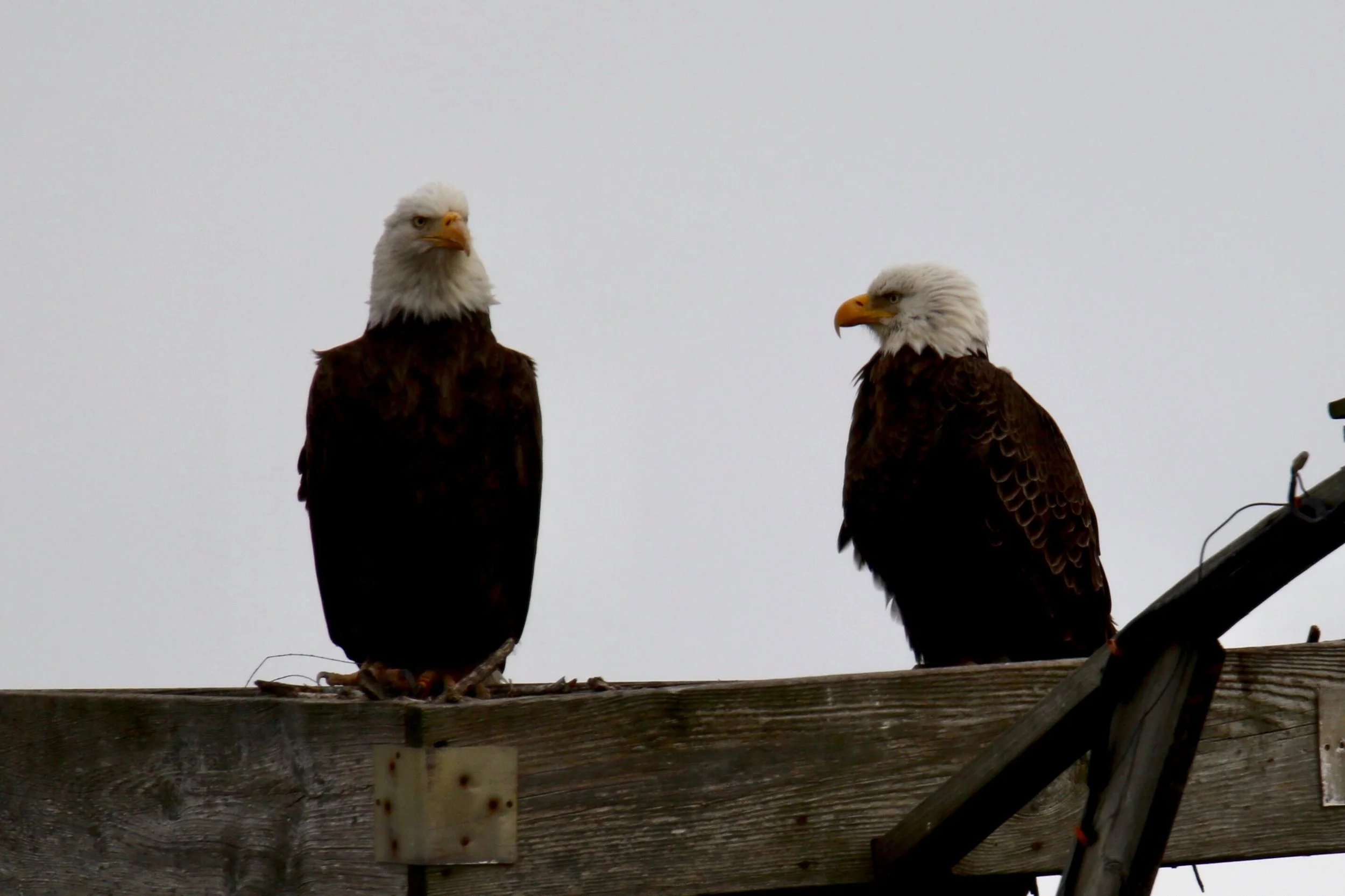Bald Eagles, Blackwater NWR