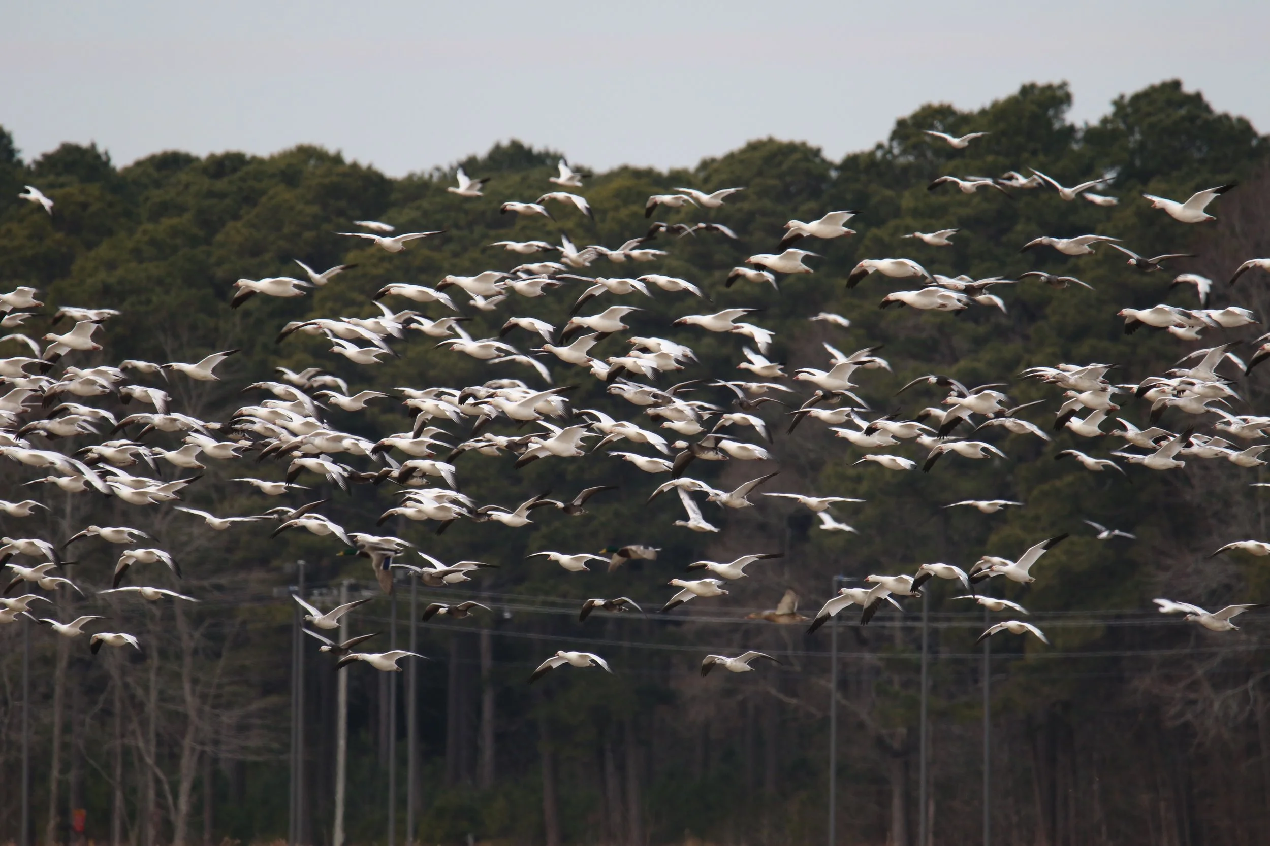 Snow Geese, Blackwater NWR
