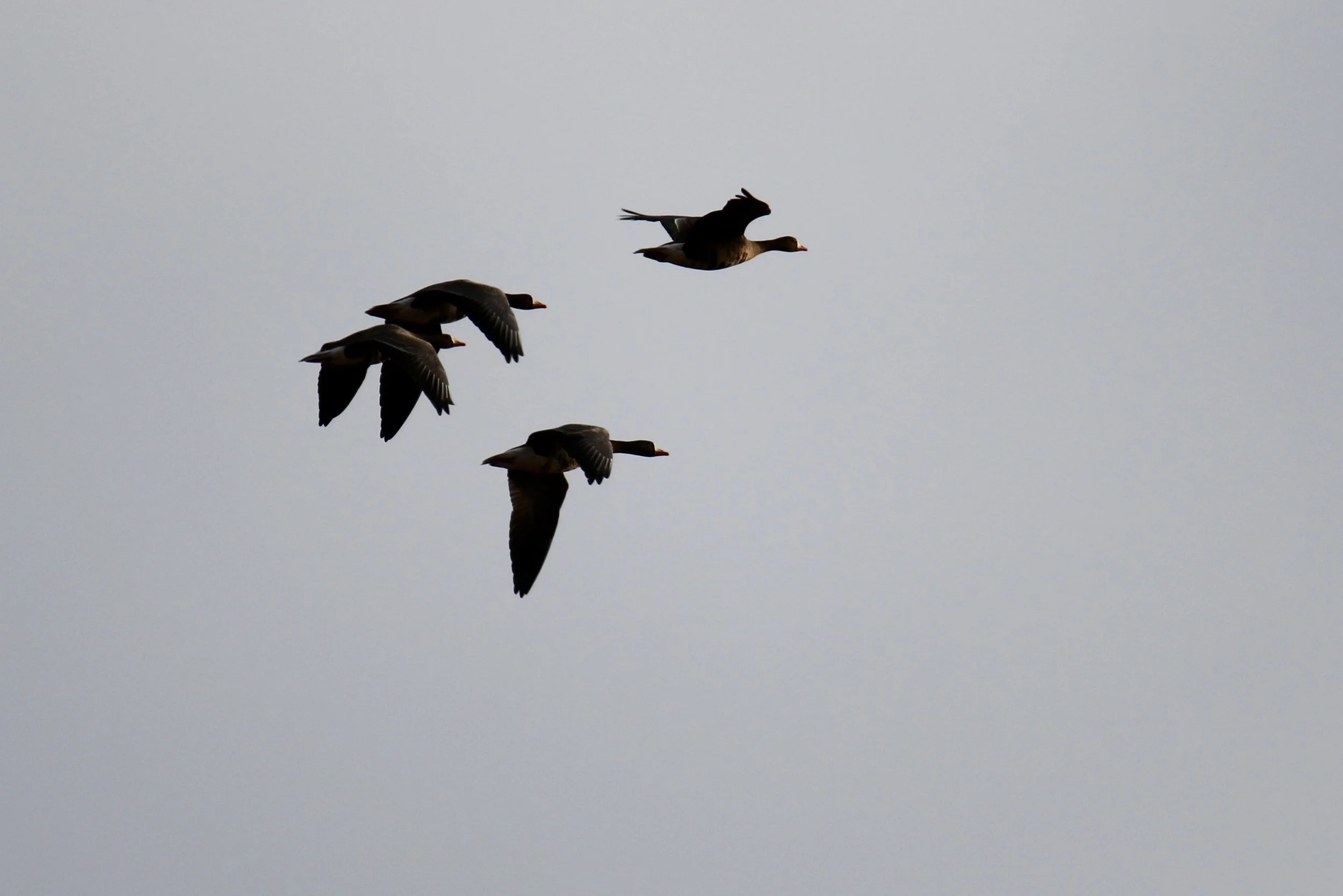 Greater White-Fronted Geese, Blackwater NWR